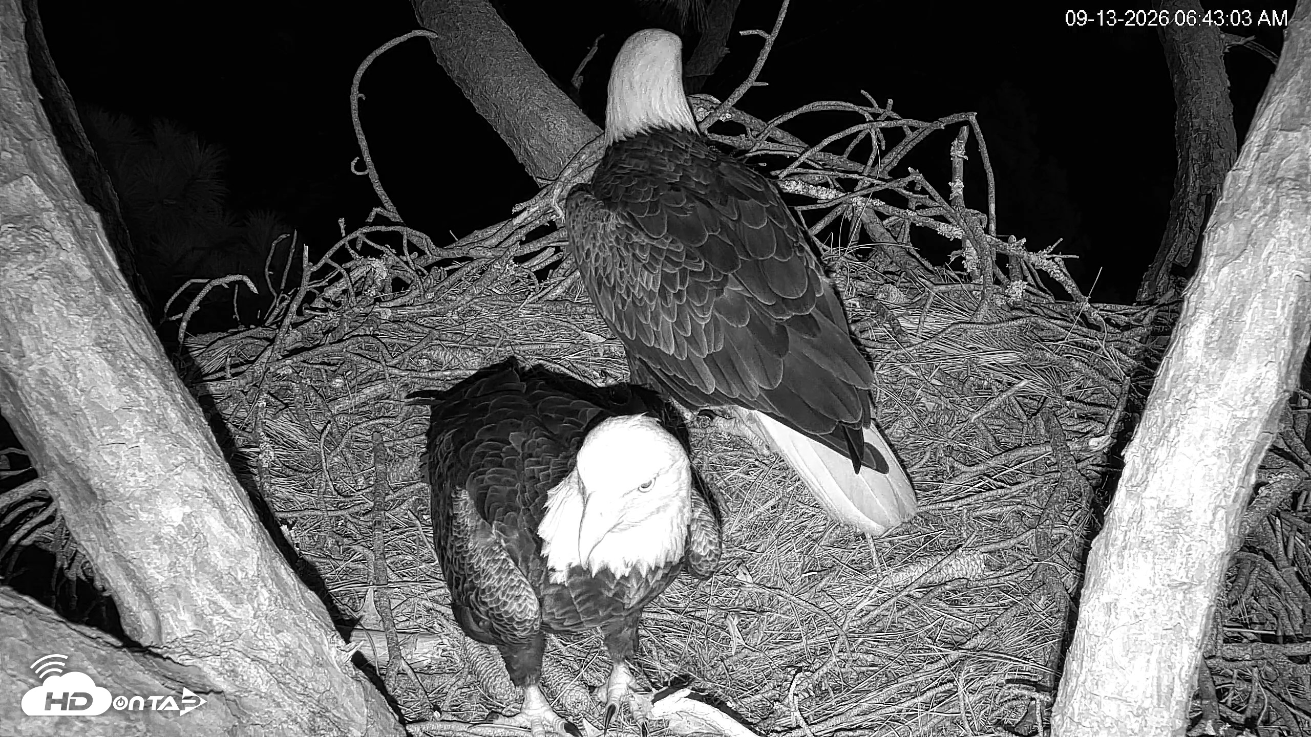 Snapshot of Hilton Head Island Eagles Live Webcam taken Sep 13, 2026, 6:43am EDT