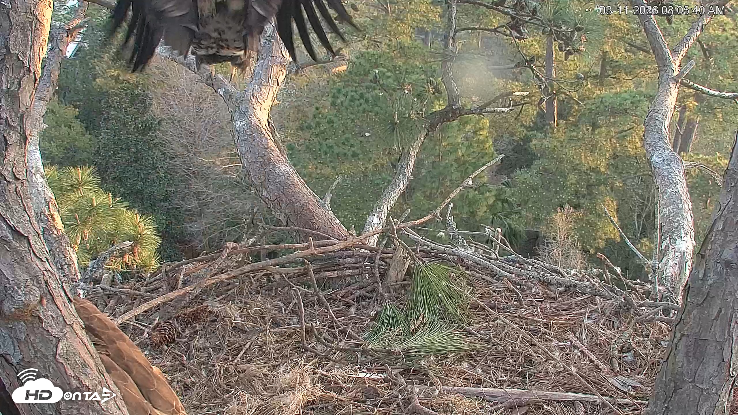 Snapshot of Hilton Head Island Eagles Live Webcam taken Mar 11, 2026, 8:06am EDT