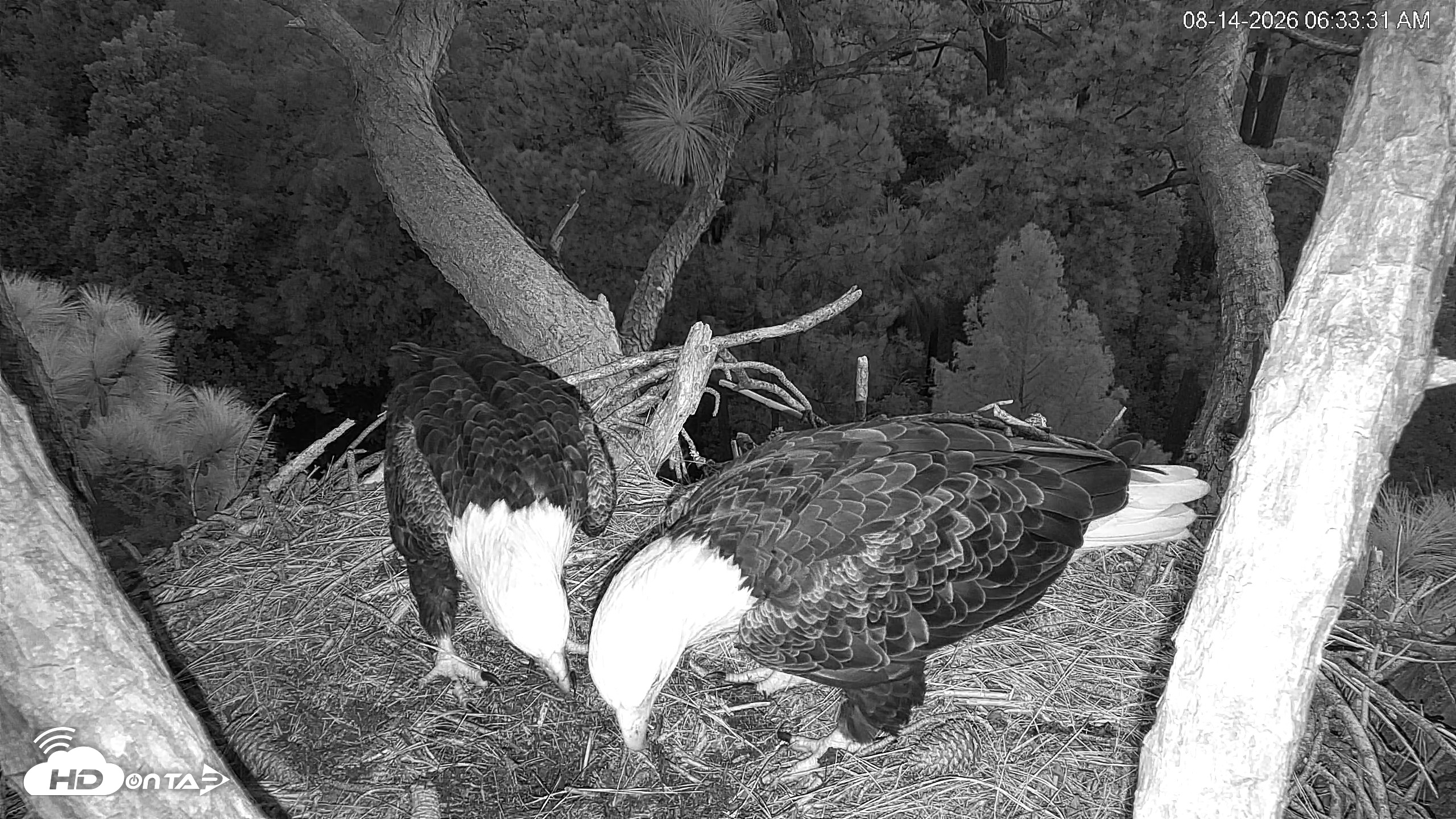 Snapshot of Hilton Head Island Eagles Live Webcam taken Aug 14, 2026, 6:34am EDT