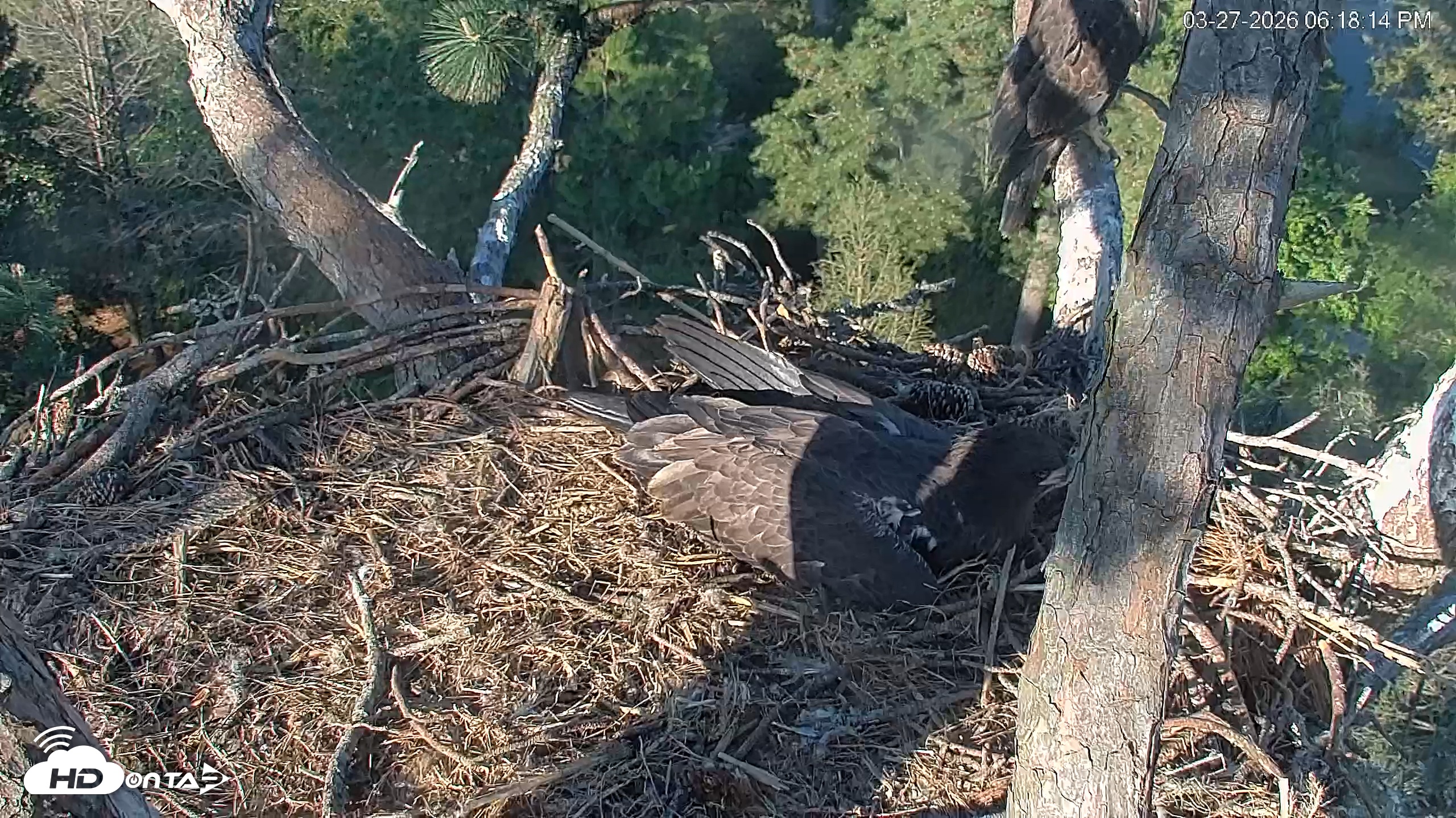 Snapshot of Hilton Head Island Eagles Live Webcam taken Mar 27, 2026, 6:18pm EDT