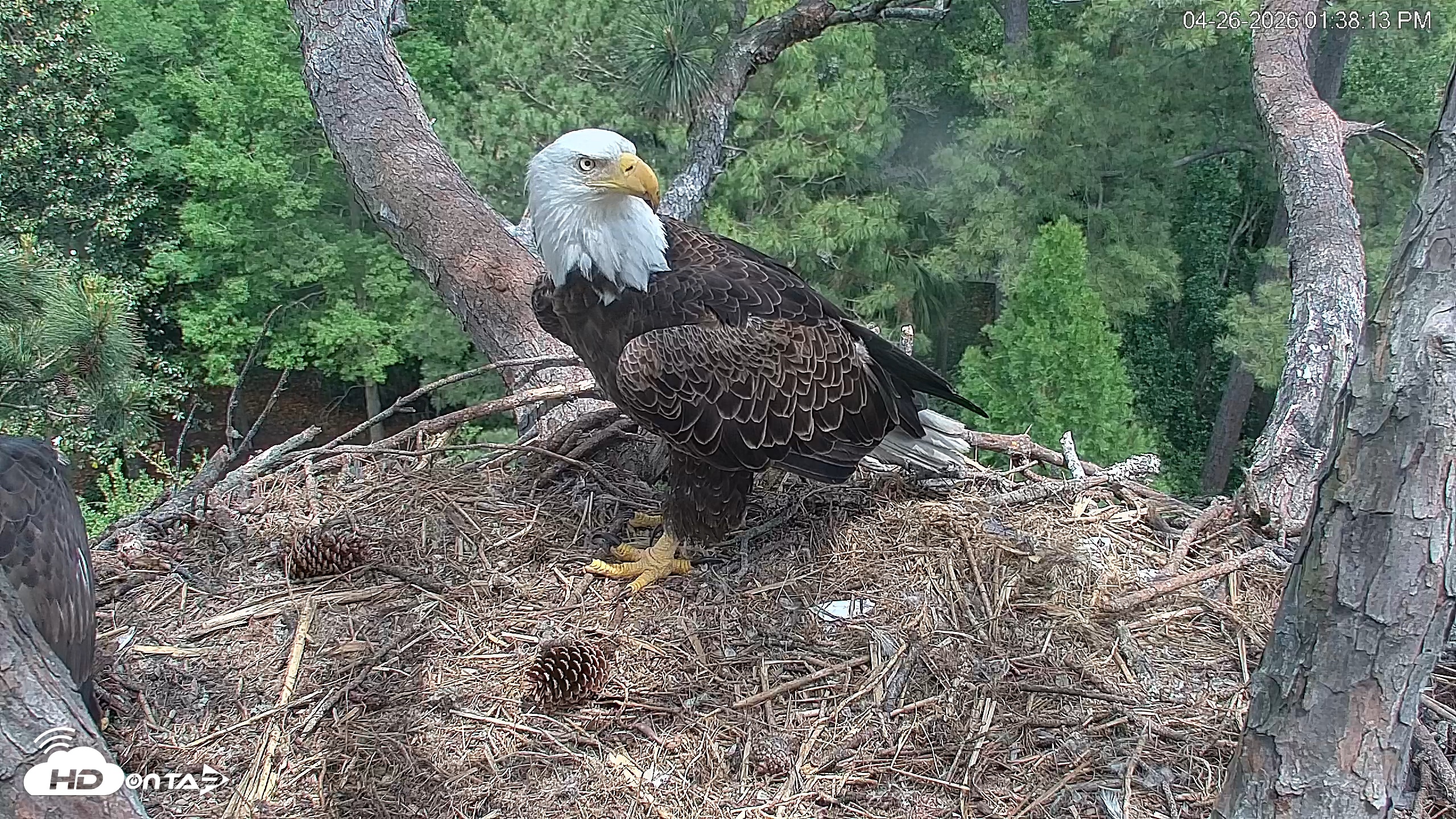 Snapshot of Hilton Head Island Eagles Live Webcam taken Apr 26, 2026, 1:39pm EDT