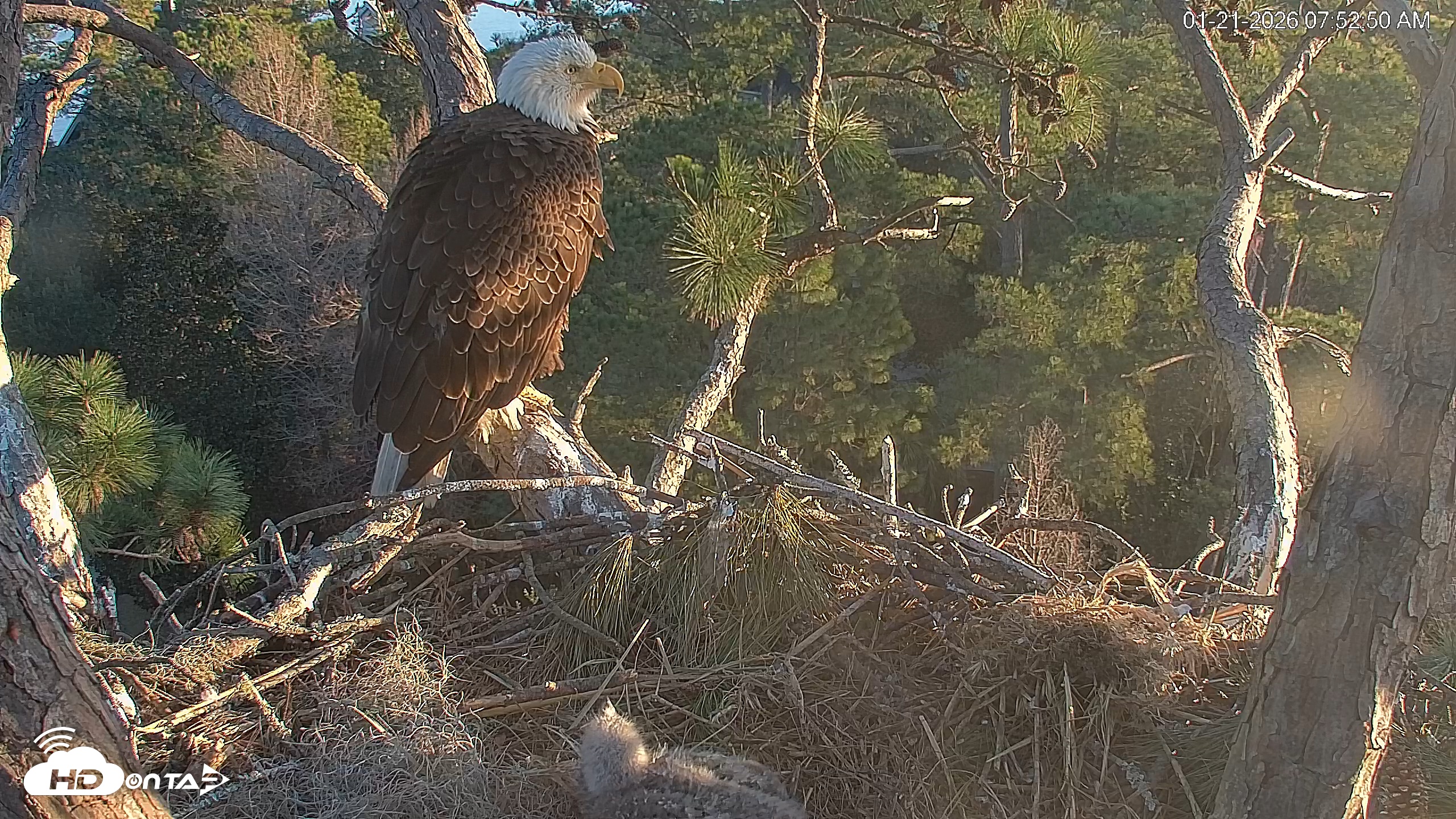 Snapshot of Hilton Head Island Eagles Live Webcam taken Jan 21, 2026, 7:53am EST