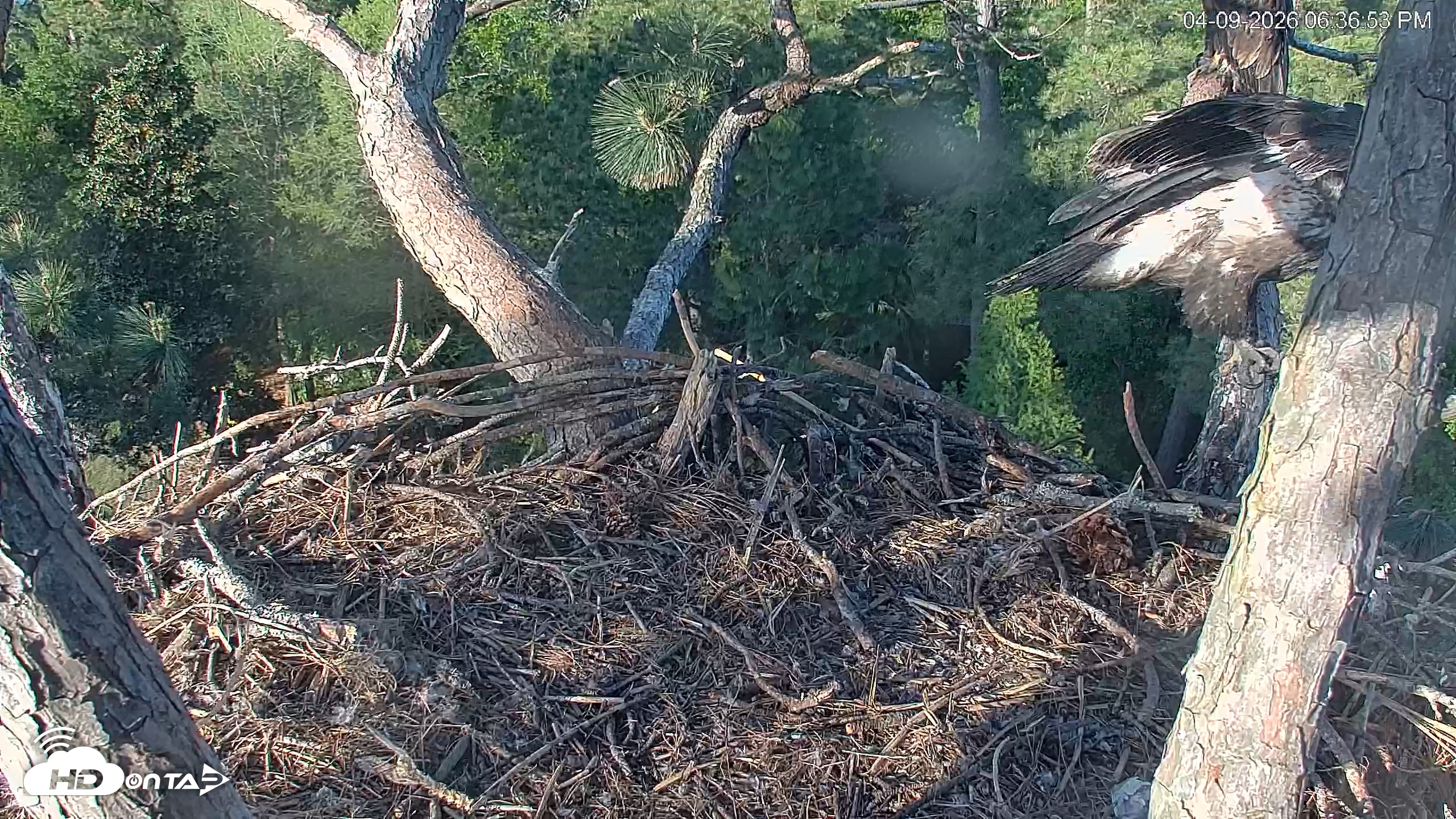 Snapshot of Hilton Head Island Eagles Live Webcam taken Apr 9, 2026, 6:37pm EDT