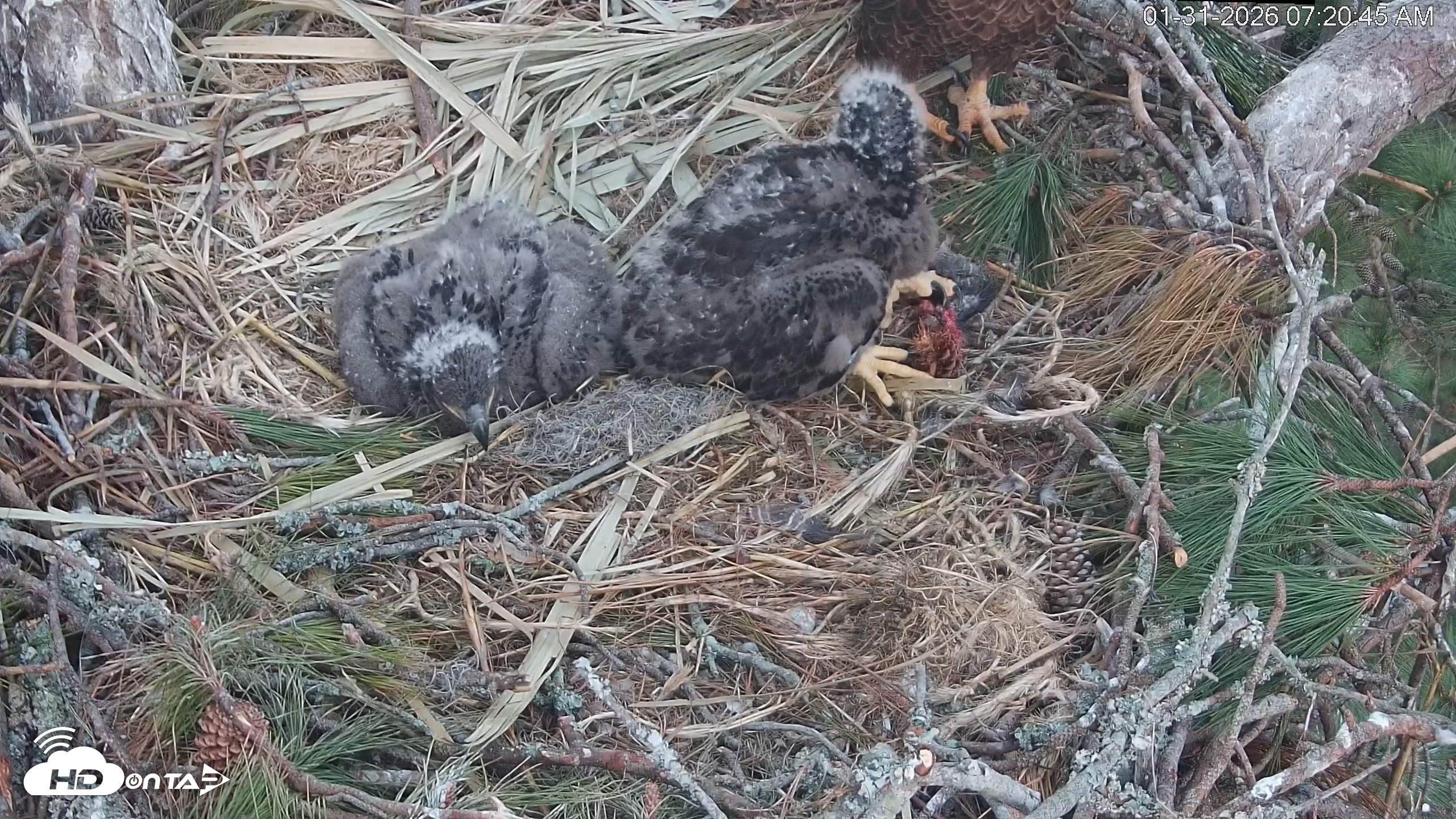 Snapshot of Hilton Head Island Eagles Live Webcam taken Jan 31, 2026, 7:21am EST
