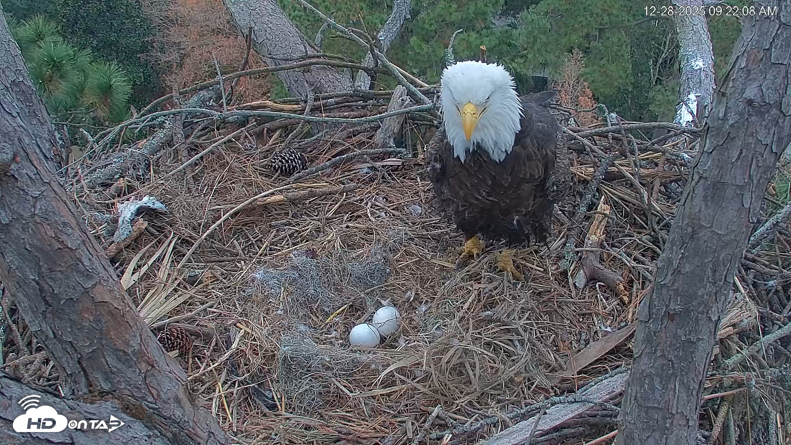 Snapshot of Hilton Head Island Eagles Live Webcam taken Dec 28, 2025, 9:22am EST