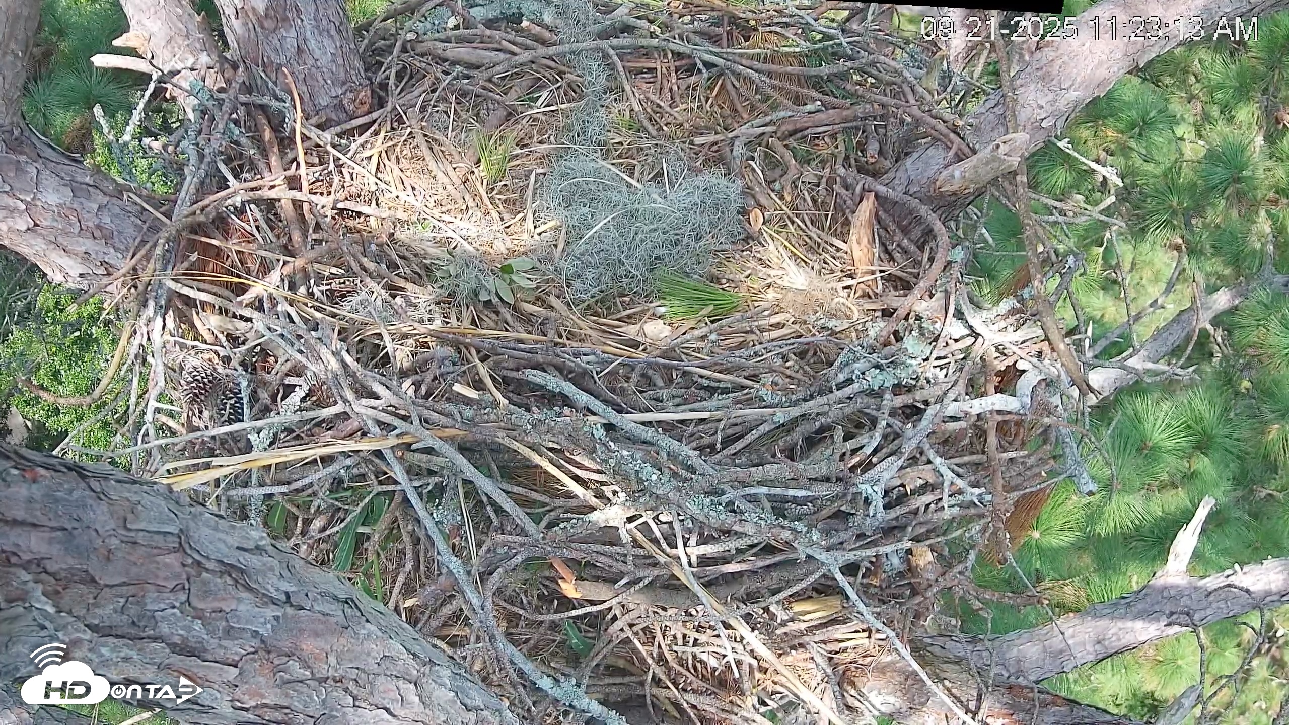 Snapshot of Hilton Head Island Eagles Live Webcam taken Sep 21, 2025, 11:24am EDT