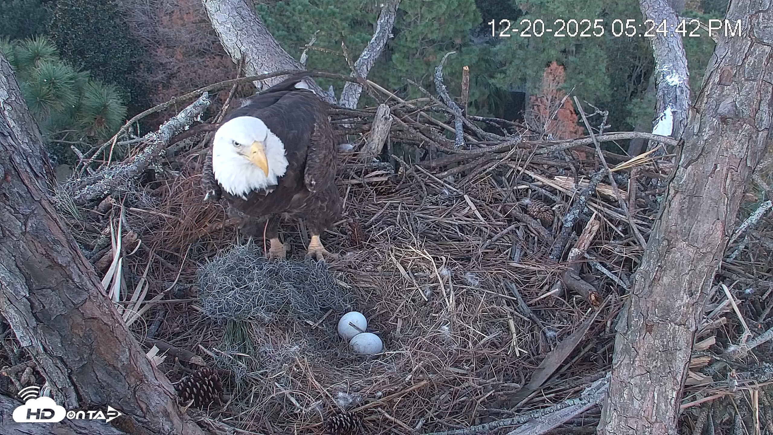 Snapshot of Hilton Head Island Eagles Live Webcam taken Dec 20, 2025, 5:25pm EST