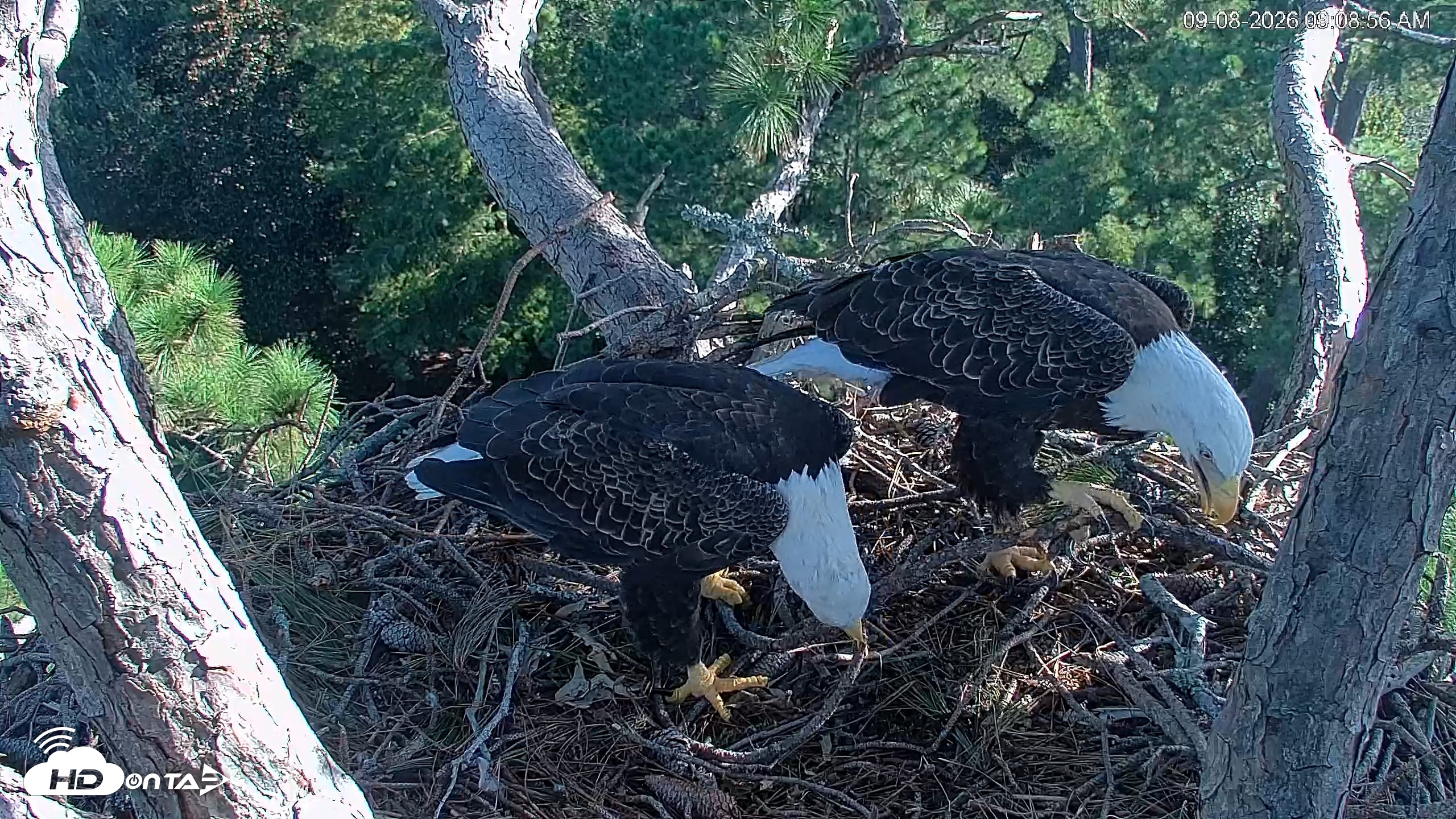 Snapshot of Hilton Head Island Eagles Live Webcam taken Sep 8, 2026, 9:09am EDT