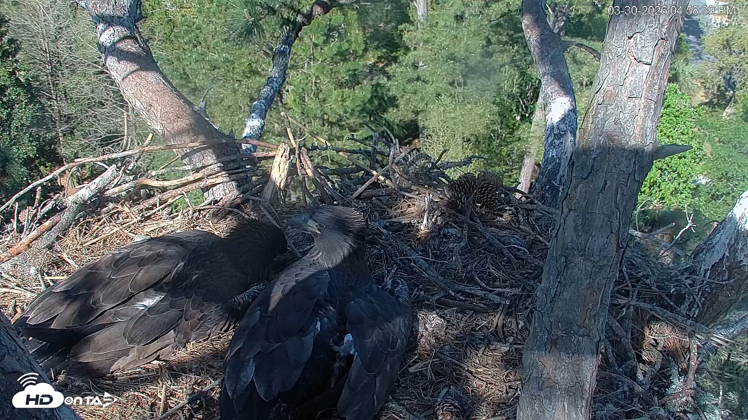 Snapshot of Hilton Head Island Eagles Live Webcam taken Mar 30, 2026, 4:59pm EDT