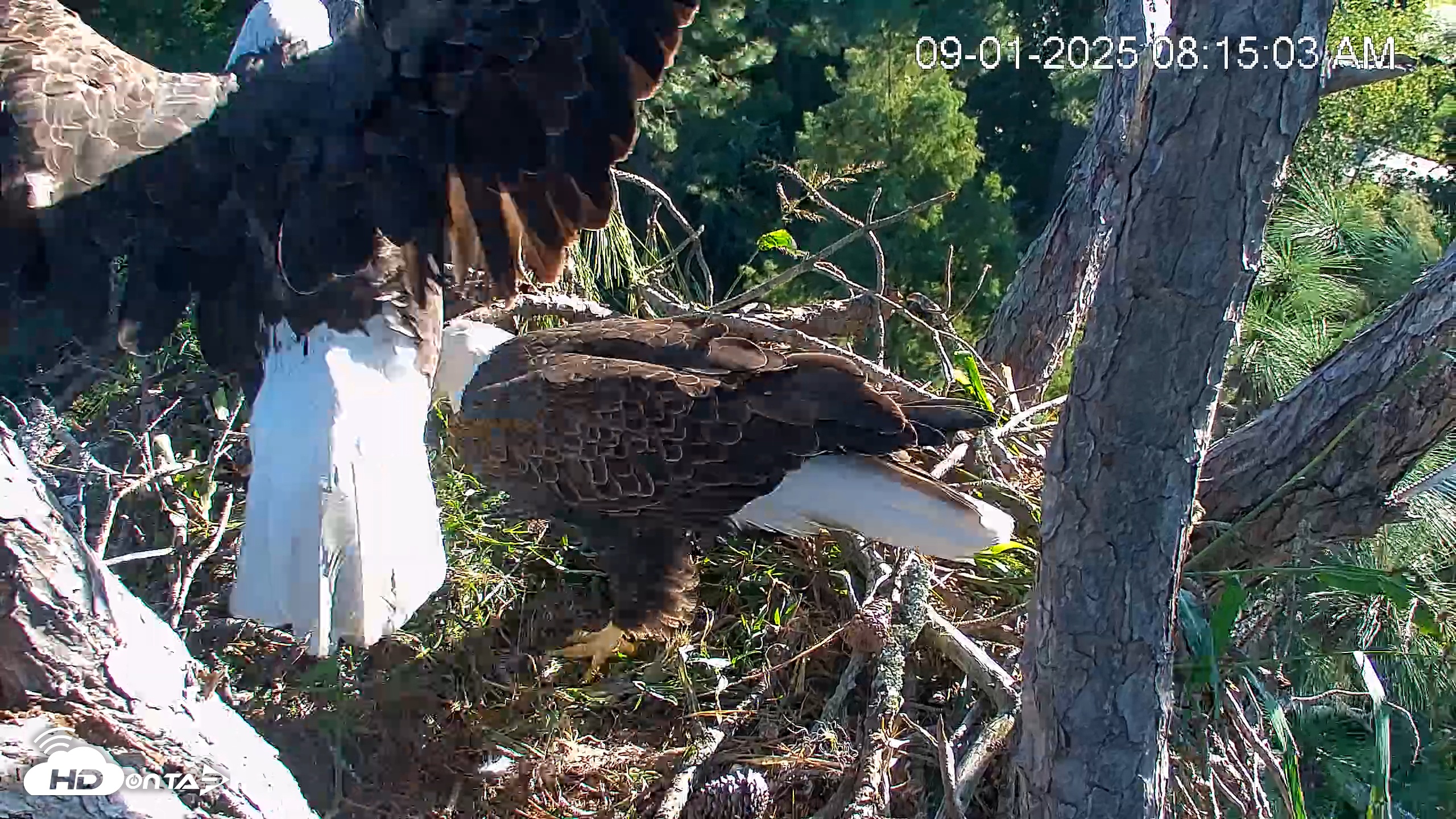 Snapshot of Hilton Head Island Eagles Live Webcam taken Sep 1, 2025, 8:15am EDT