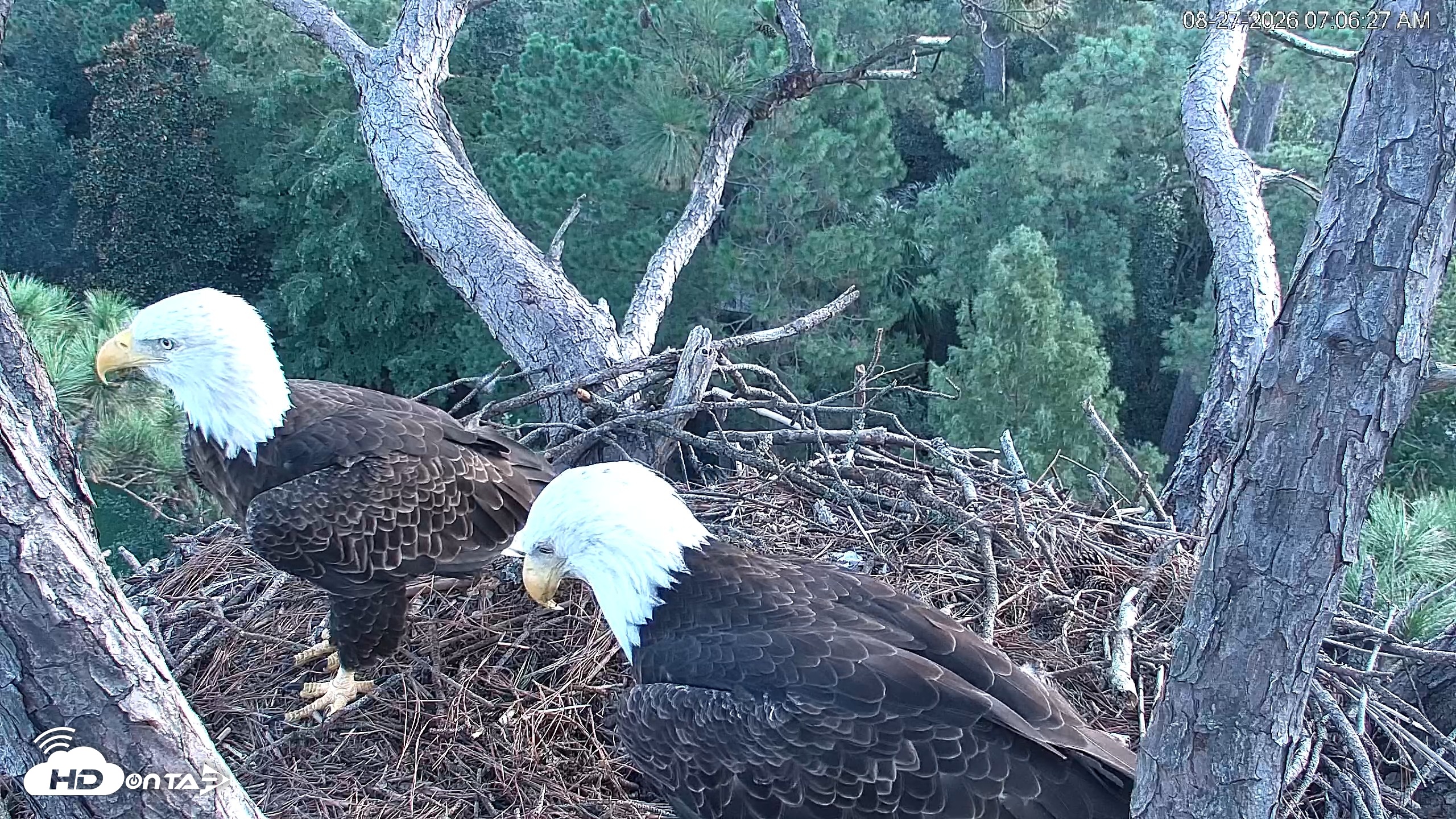 Snapshot of Hilton Head Island Eagles Live Webcam taken Aug 27, 2026, 7:07am EDT