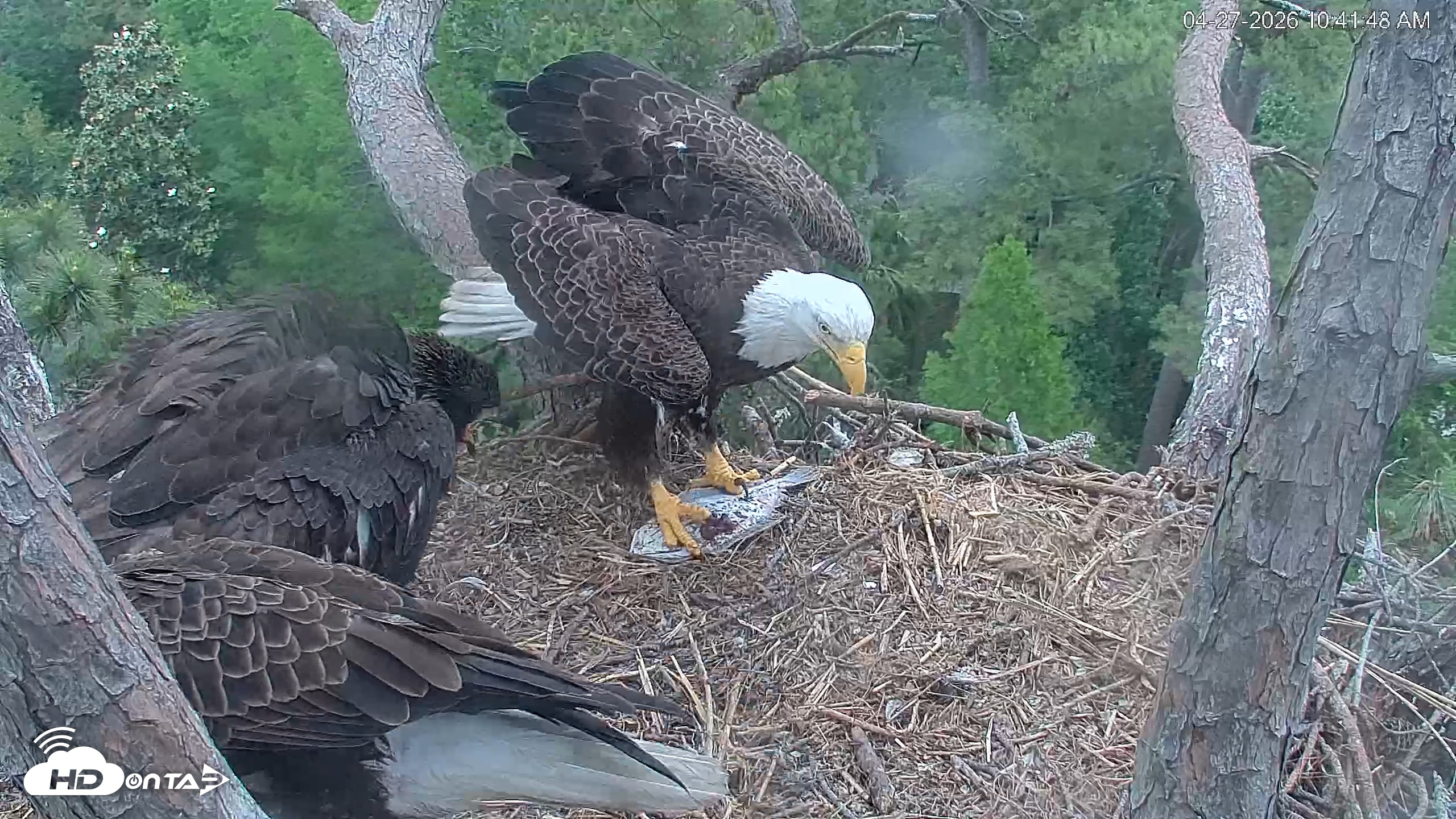 Snapshot of Hilton Head Island Eagles Live Webcam taken Apr 27, 2026, 10:42am EDT