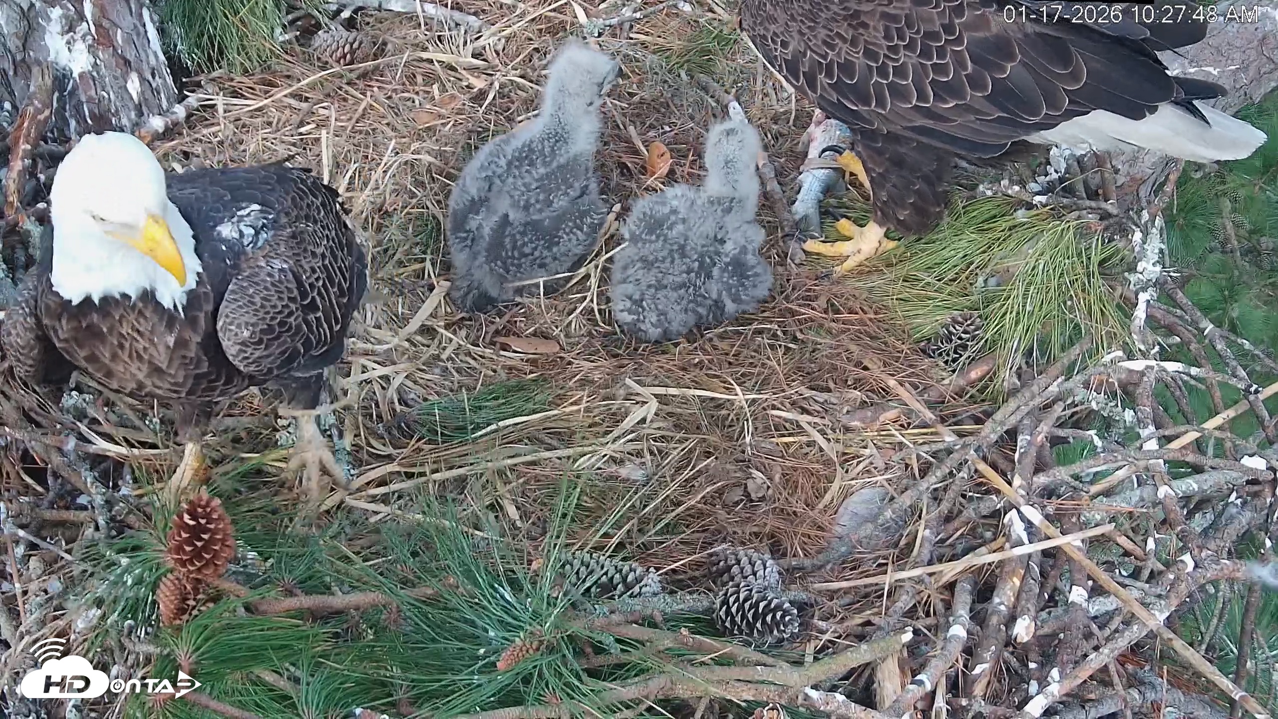 Snapshot of Hilton Head Island Eagles Live Webcam taken Jan 17, 2026, 10:28am EST
