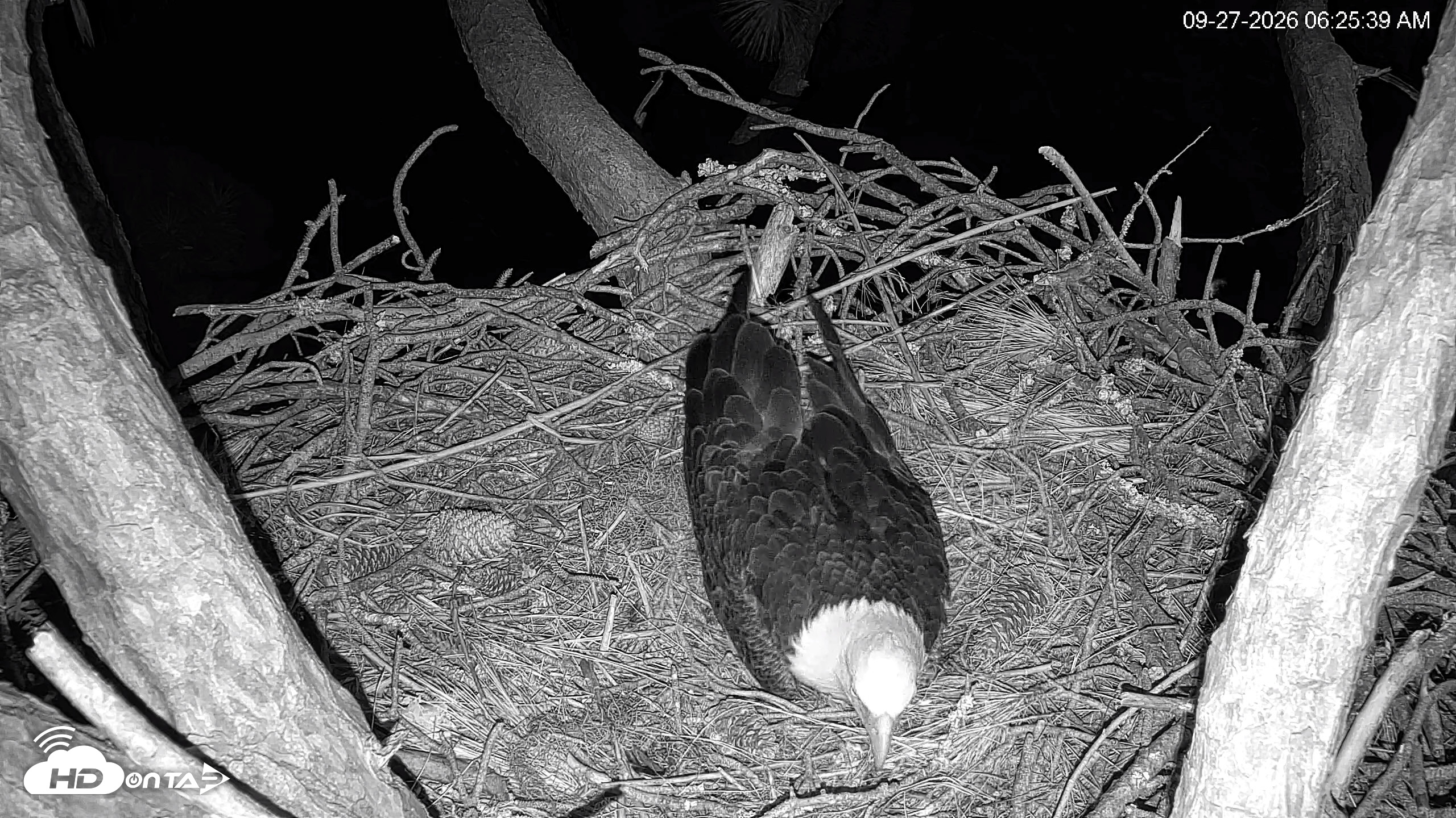 Snapshot of Hilton Head Island Eagles Live Webcam taken Sep 27, 2026, 6:26am EDT