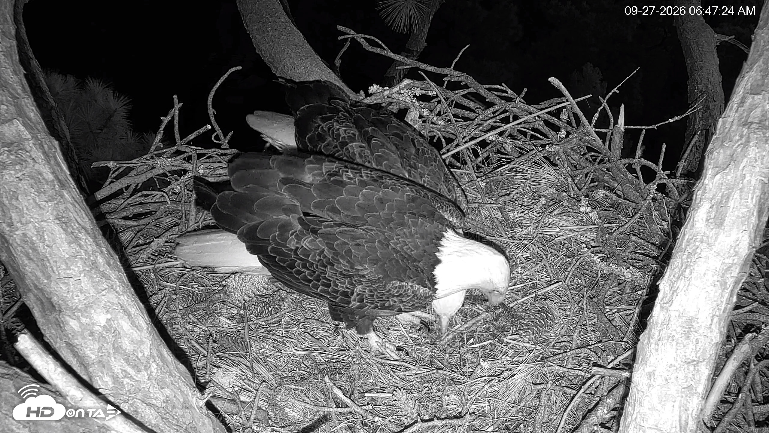 Snapshot of Hilton Head Island Eagles Live Webcam taken Sep 27, 2026, 6:48am EDT