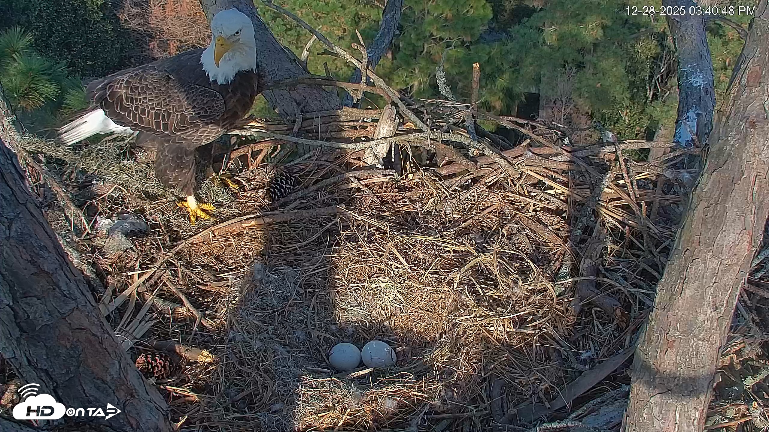 Snapshot of Hilton Head Island Eagles Live Webcam taken Dec 28, 2025, 3:41pm EST