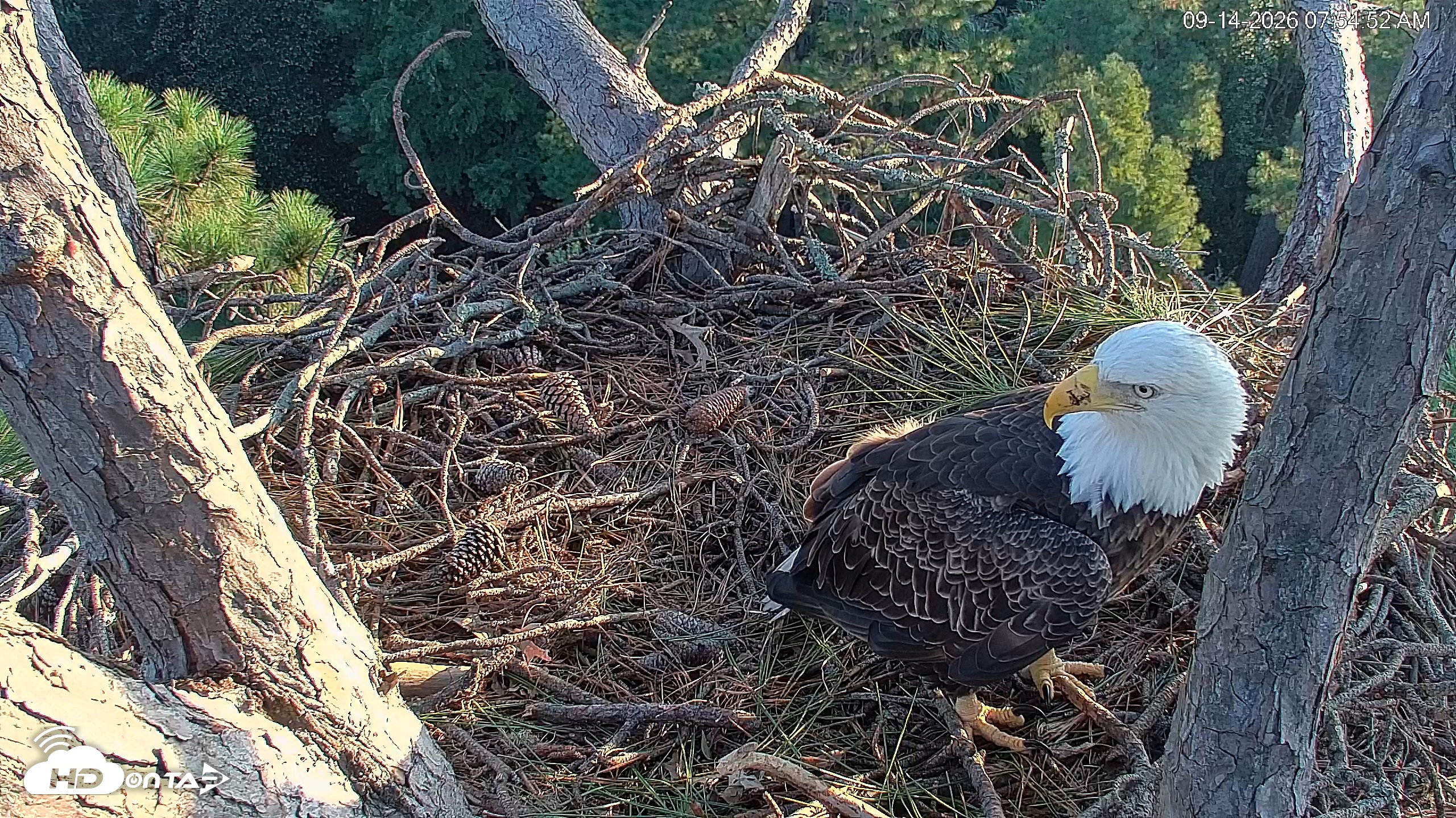Snapshot of Hilton Head Island Eagles Live Webcam taken Sep 14, 2026, 7:55am EDT