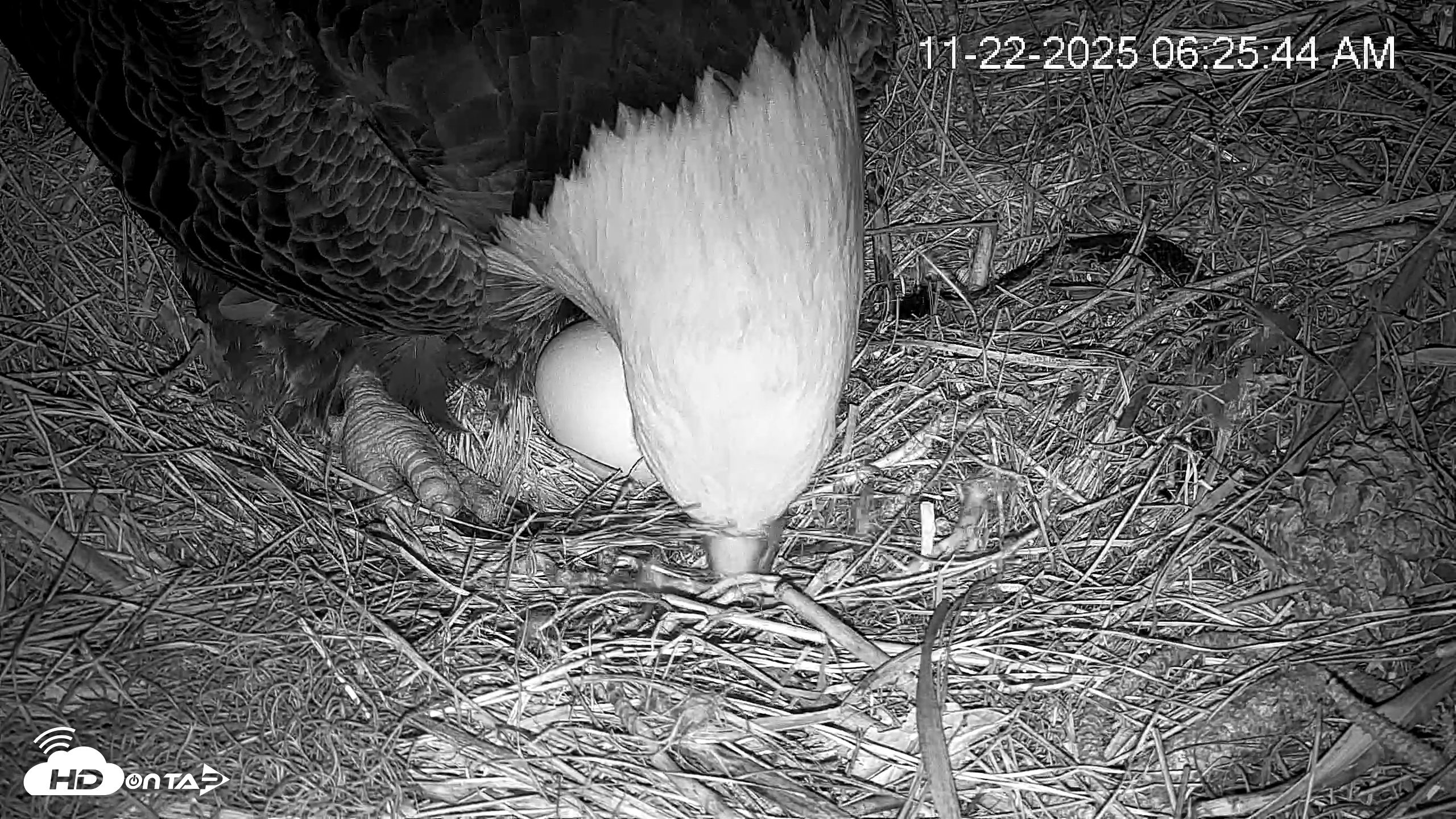 Snapshot of Hilton Head Island Eagles Live Webcam taken Nov 22, 2025, 6:26am EST