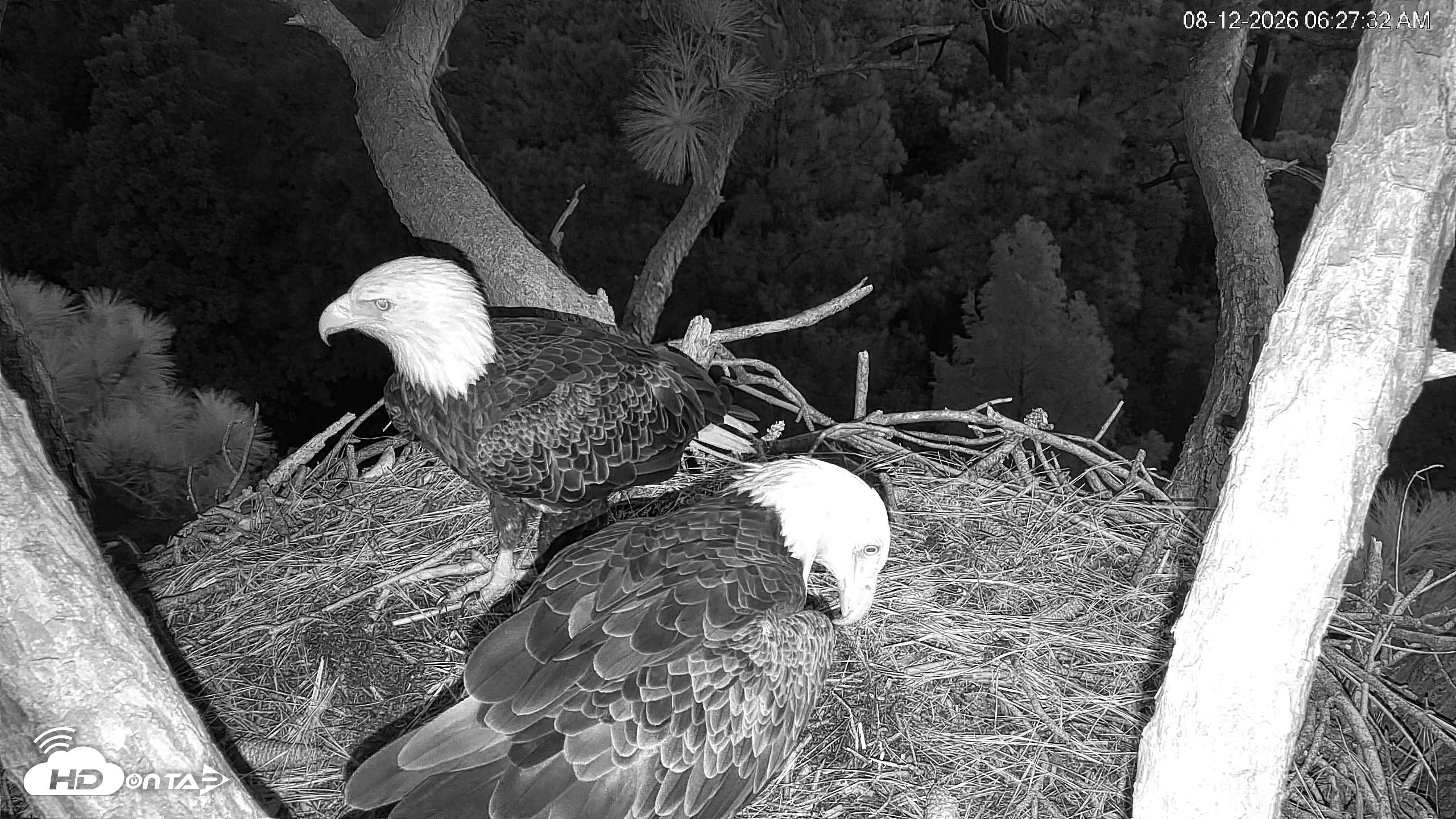 Snapshot of Hilton Head Island Eagles Live Webcam taken Aug 12, 2026, 6:28am EDT