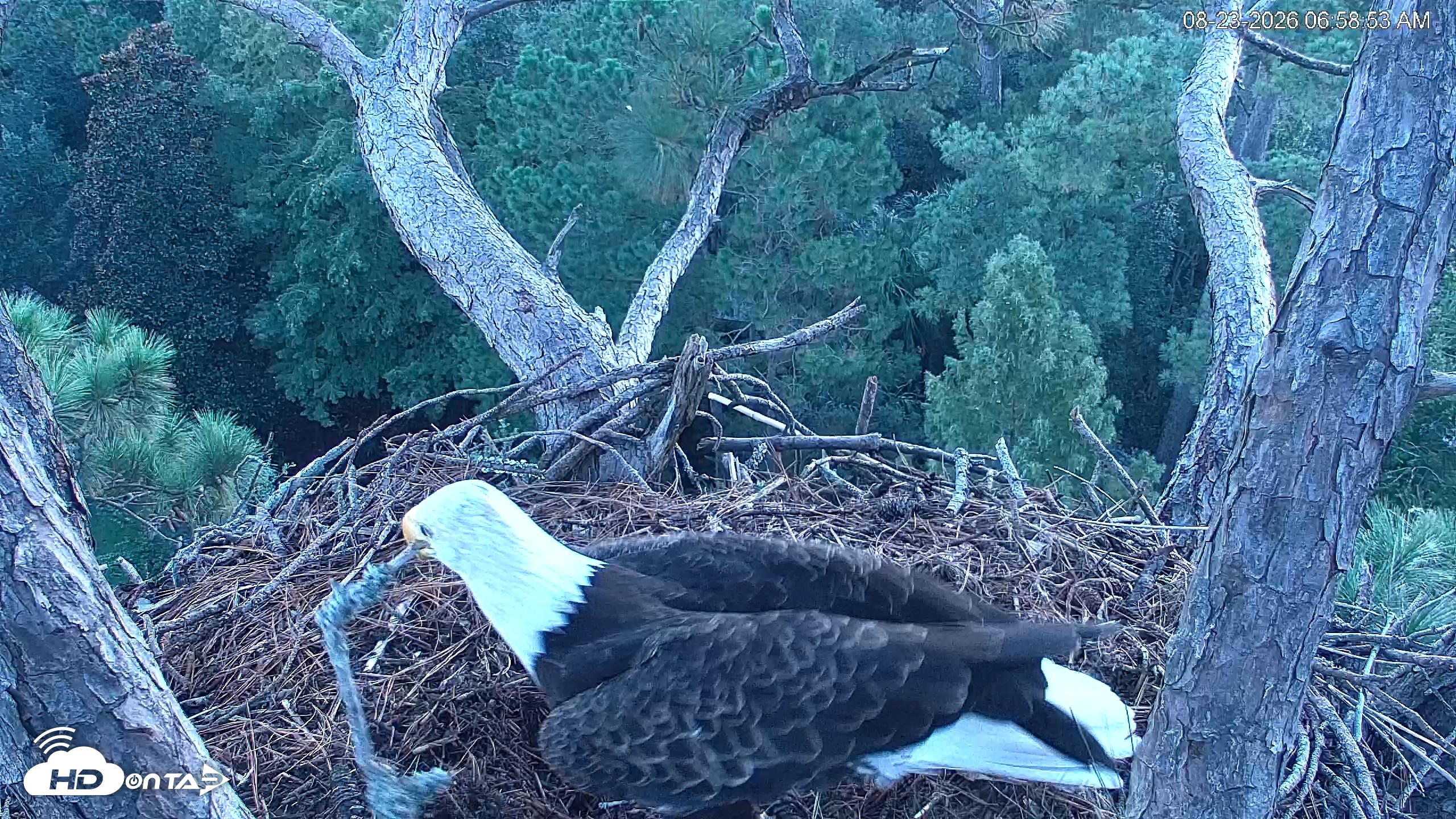 Snapshot of Hilton Head Island Eagles Live Webcam taken Aug 23, 2026, 6:59am EDT