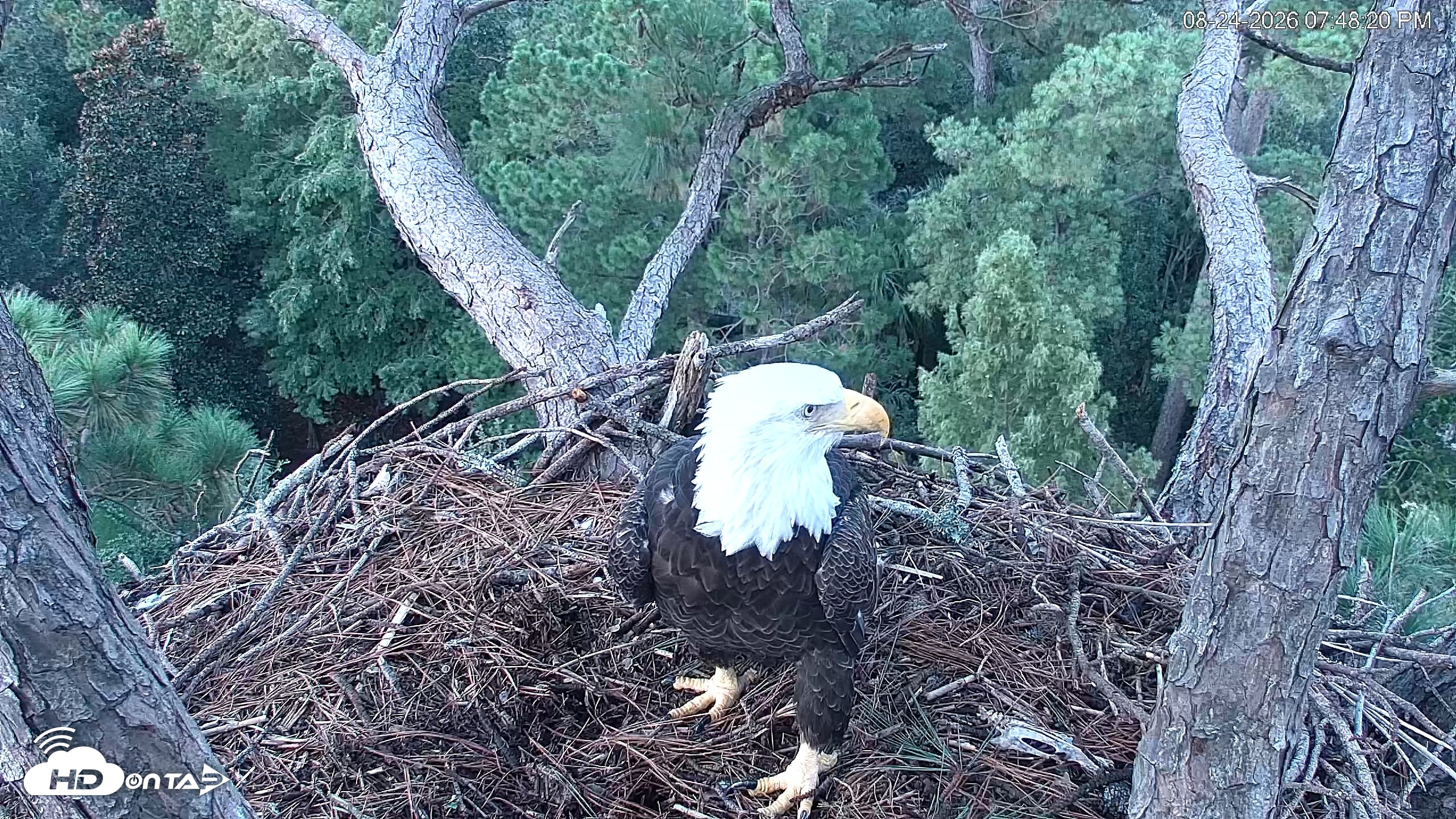Snapshot of Hilton Head Island Eagles Live Webcam taken Aug 24, 2026, 7:48pm EDT