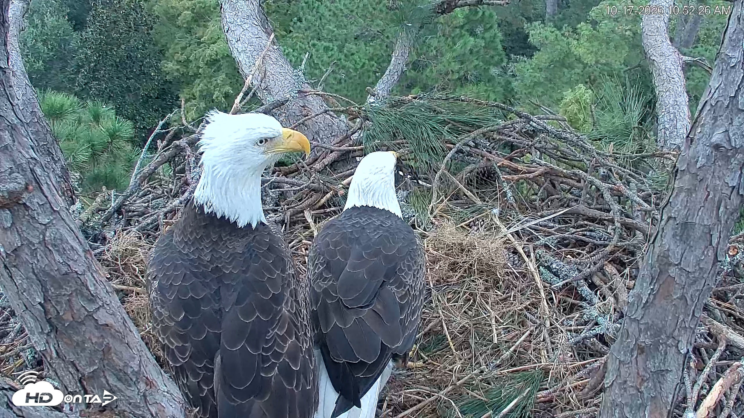 Snapshot of Hilton Head Island Eagles Live Webcam taken Oct 17, 2026, 10:52am EDT