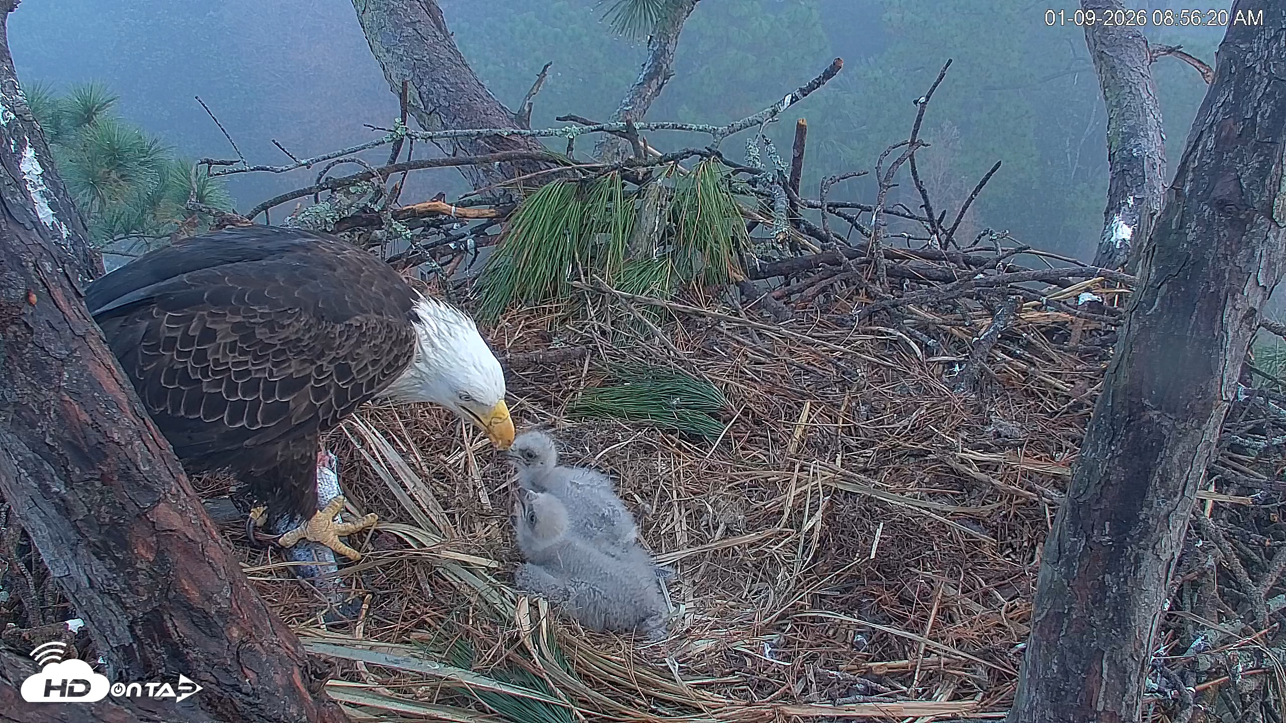 Snapshot of Hilton Head Island Eagles Live Webcam taken Jan 9, 2026, 8:57am EST
