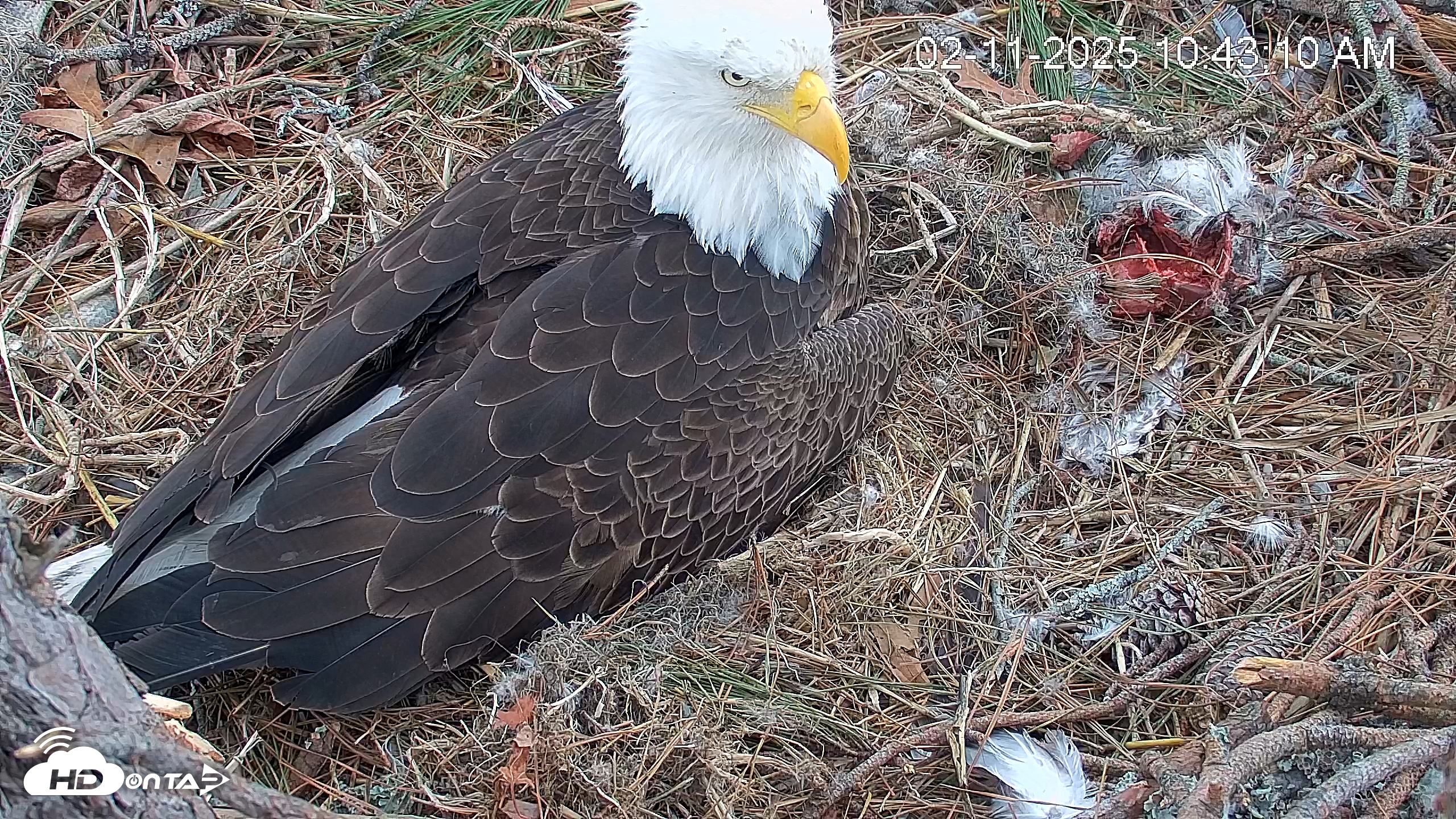 Snapshot of Hilton Head Island Eagles Live Webcam taken Feb 11, 2025, 10:43am EST