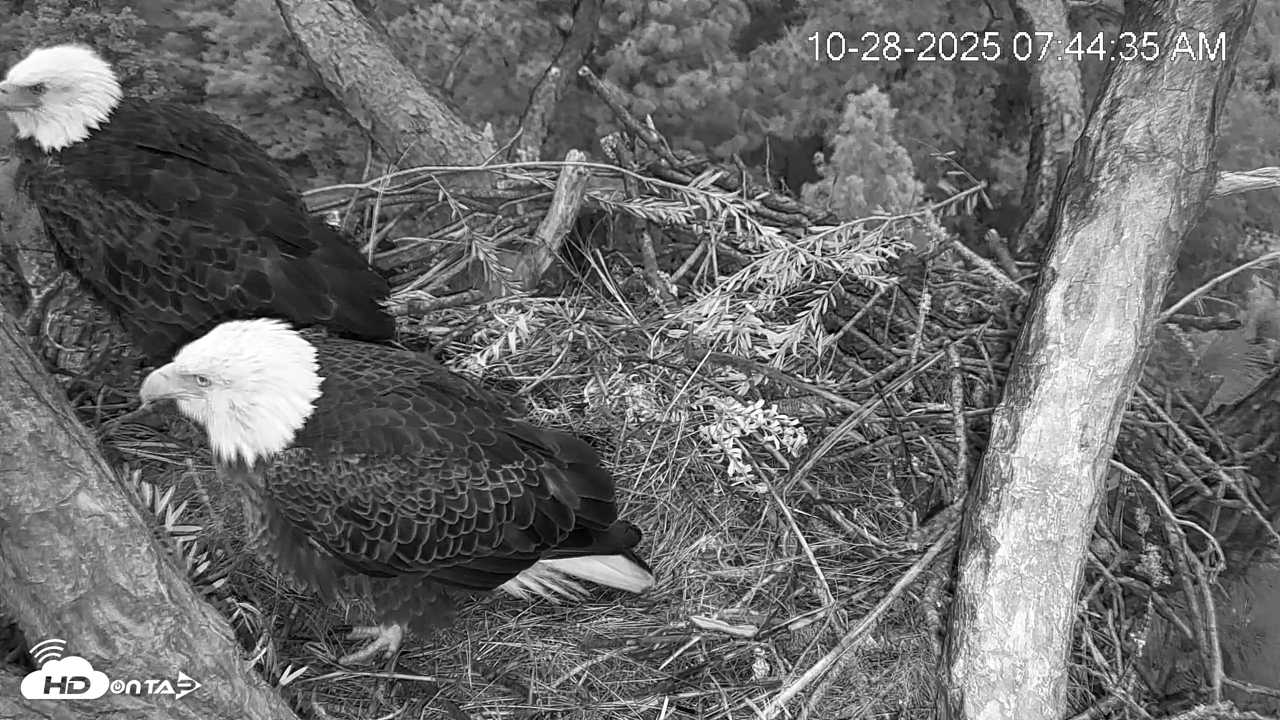 Snapshot of Hilton Head Island Eagles Live Webcam taken Oct 28, 2025, 7:45am EDT