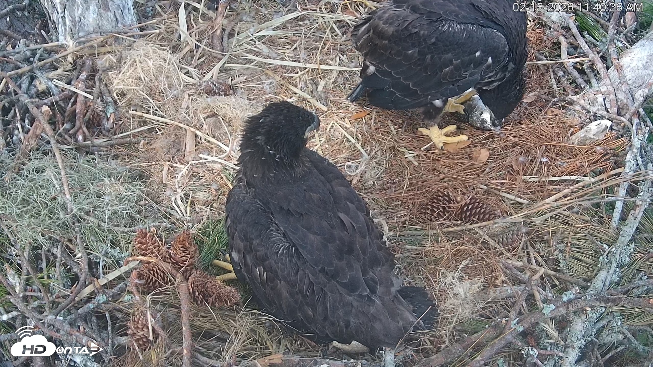 Snapshot of Hilton Head Island Eagles Live Webcam taken Feb 15, 2026, 11:41am EST