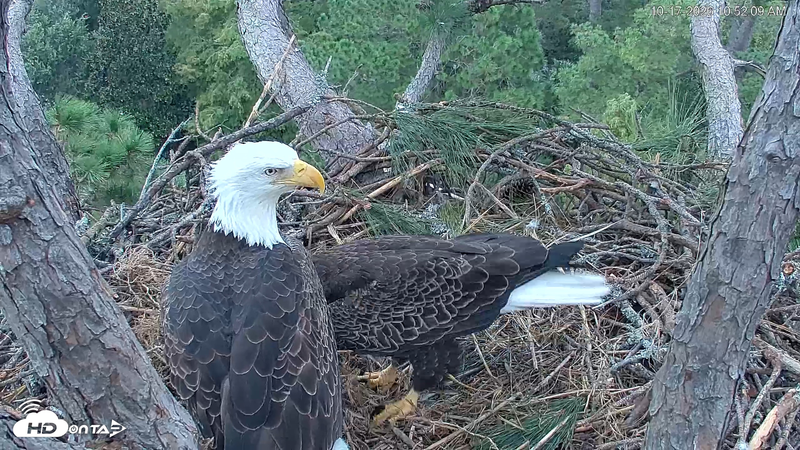 Snapshot of Hilton Head Island Eagles Live Webcam taken Oct 17, 2026, 10:52am EDT