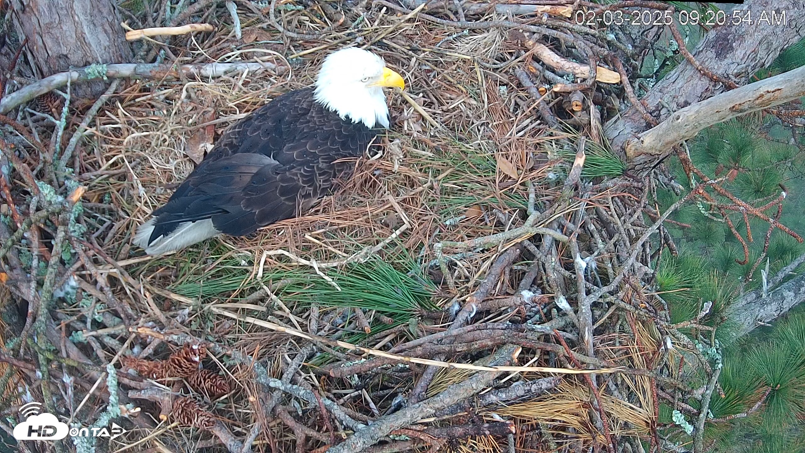 Snapshot of Hilton Head Island Eagles Live Webcam taken Feb 3, 2025, 9:21am EST
