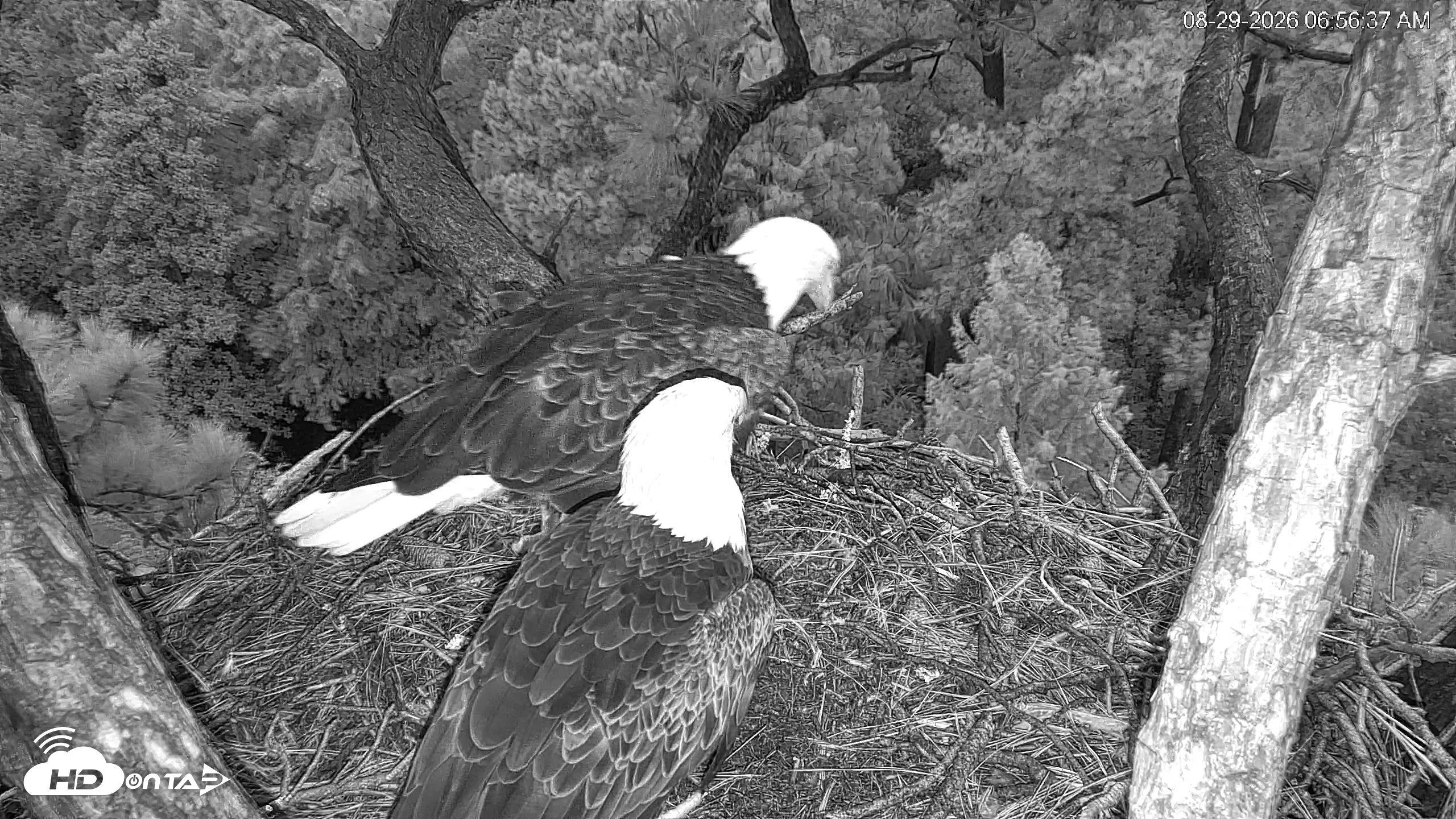 Snapshot of Hilton Head Island Eagles Live Webcam taken Aug 29, 2026, 6:57am EDT