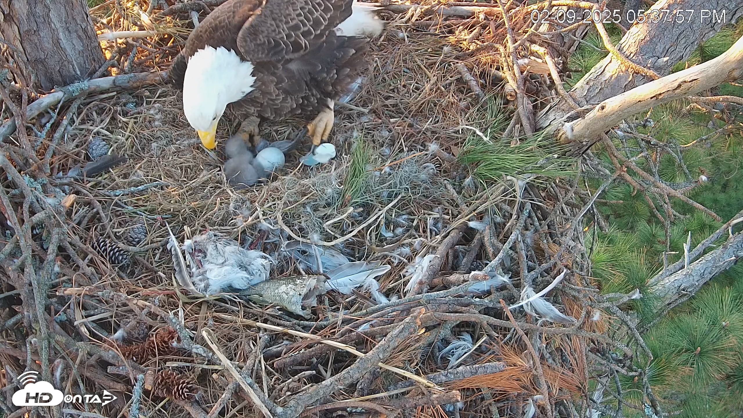 Snapshot of Hilton Head Island Eagles Live Webcam taken Feb 9, 2025, 5:54pm EST