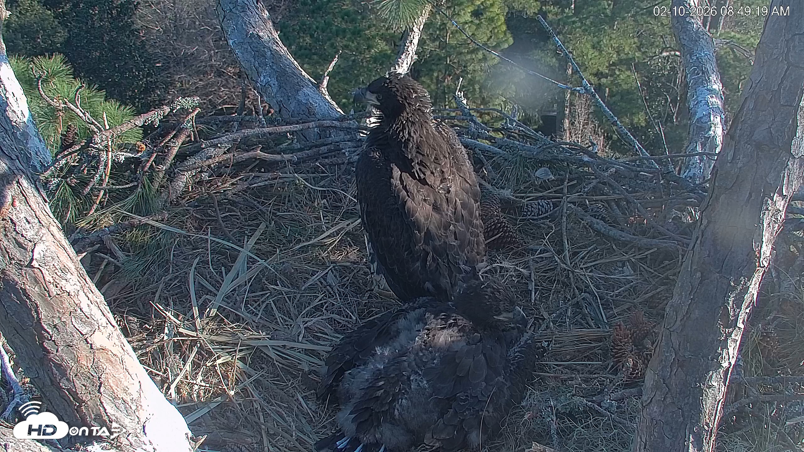 Snapshot of Hilton Head Island Eagles Live Webcam taken Feb 10, 2026, 8:51am EST