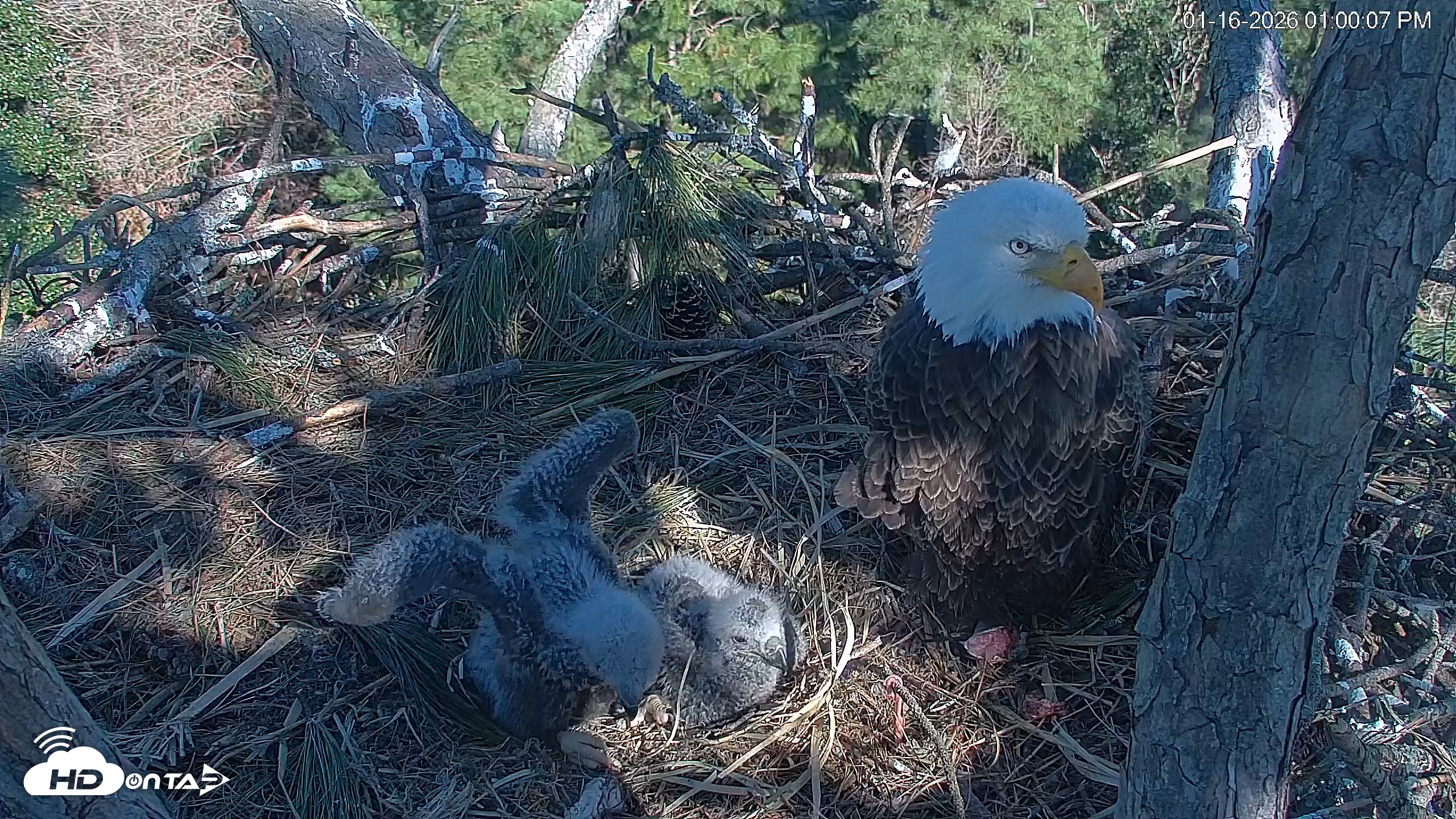 Snapshot of Hilton Head Island Eagles Live Webcam taken Jan 16, 2026, 1:00pm EST