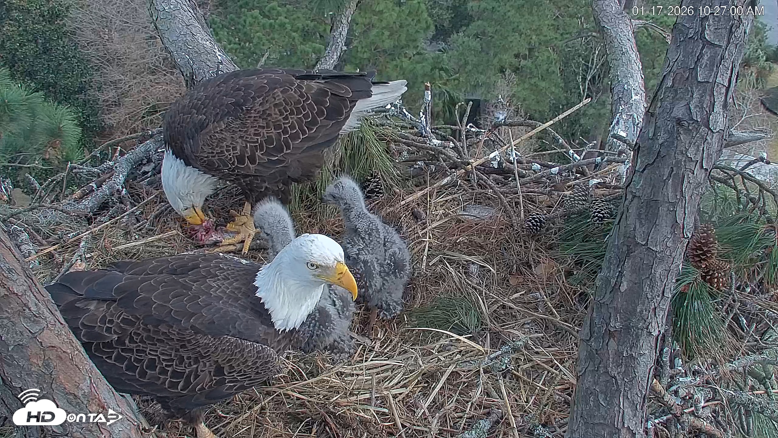 Snapshot of Hilton Head Island Eagles Live Webcam taken Jan 17, 2026, 10:27am EST