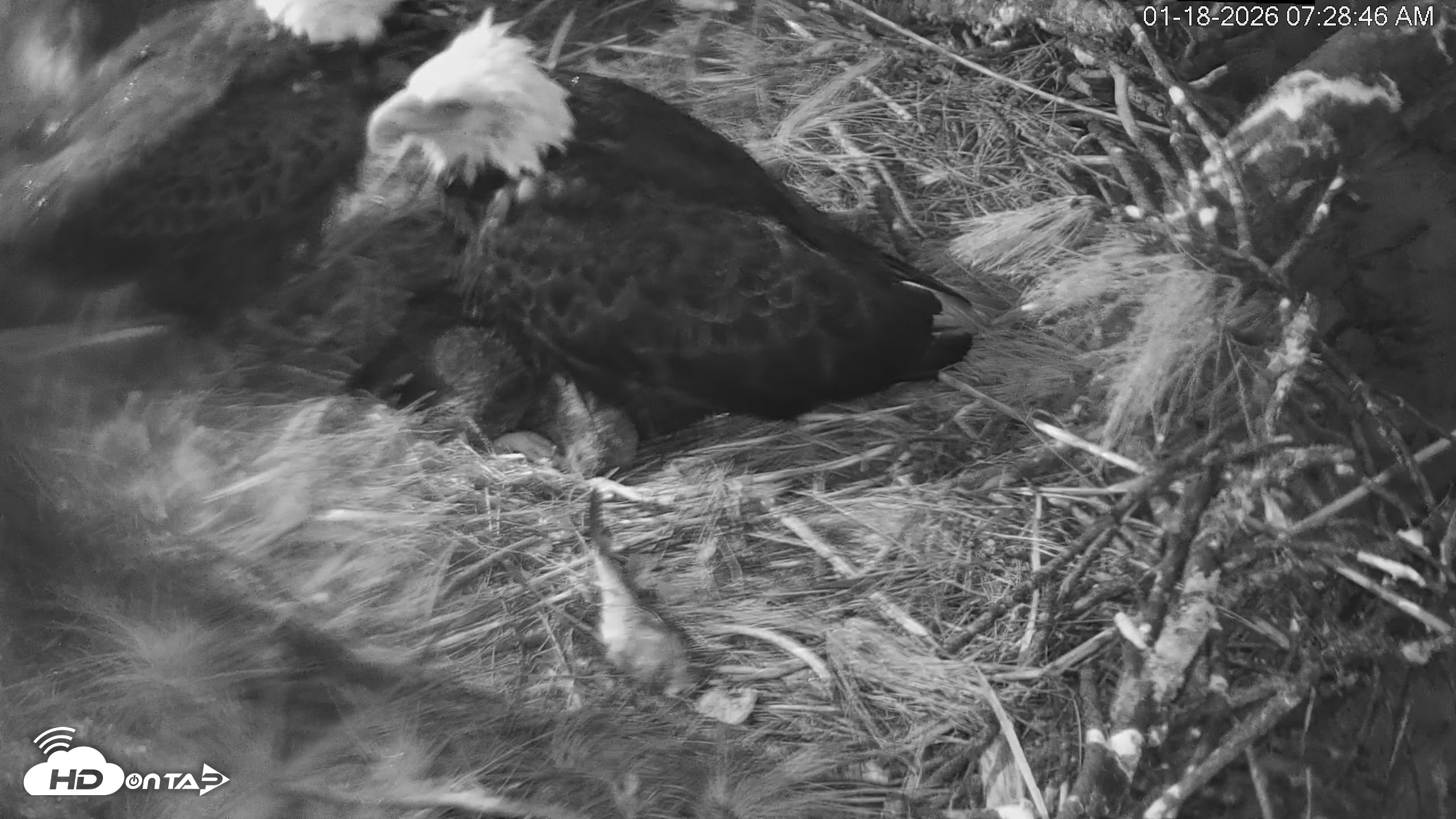 Snapshot of Hilton Head Island Eagles Live Webcam taken Jan 18, 2026, 7:29am EST