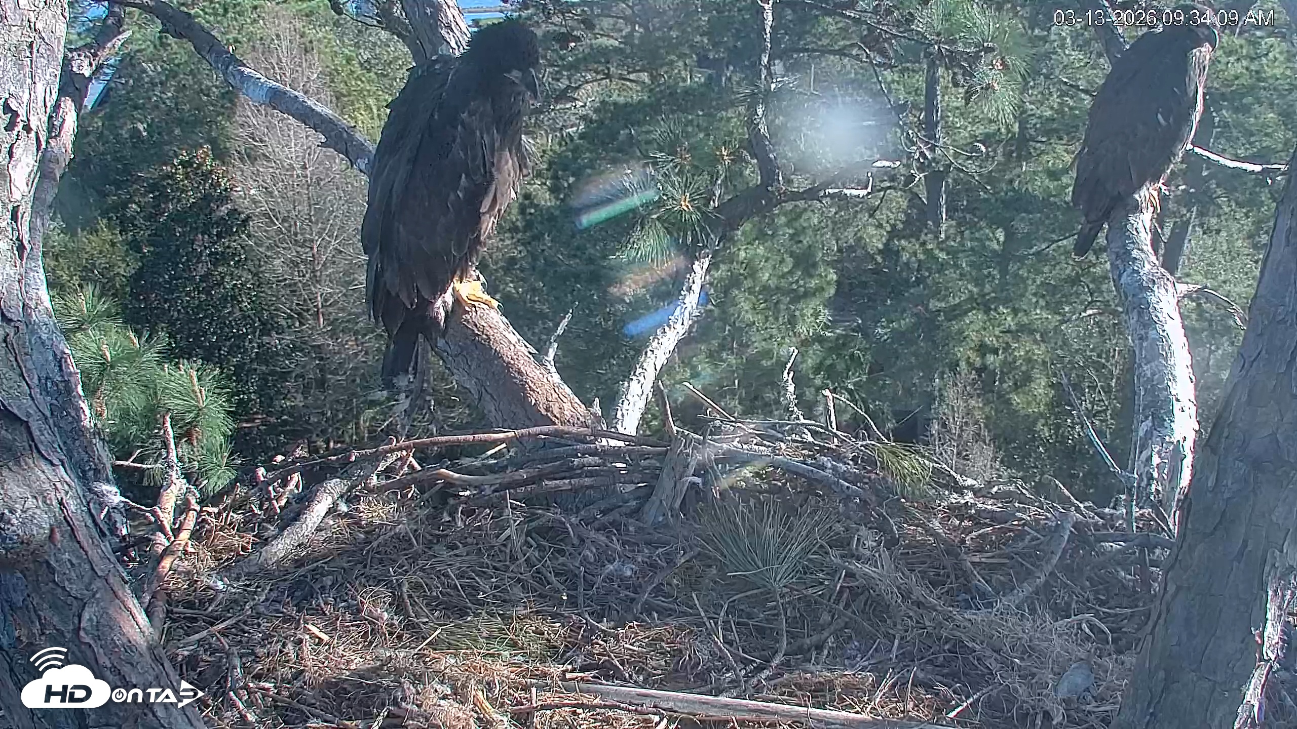 Snapshot of Hilton Head Island Eagles Live Webcam taken Mar 13, 2026, 9:34am EDT