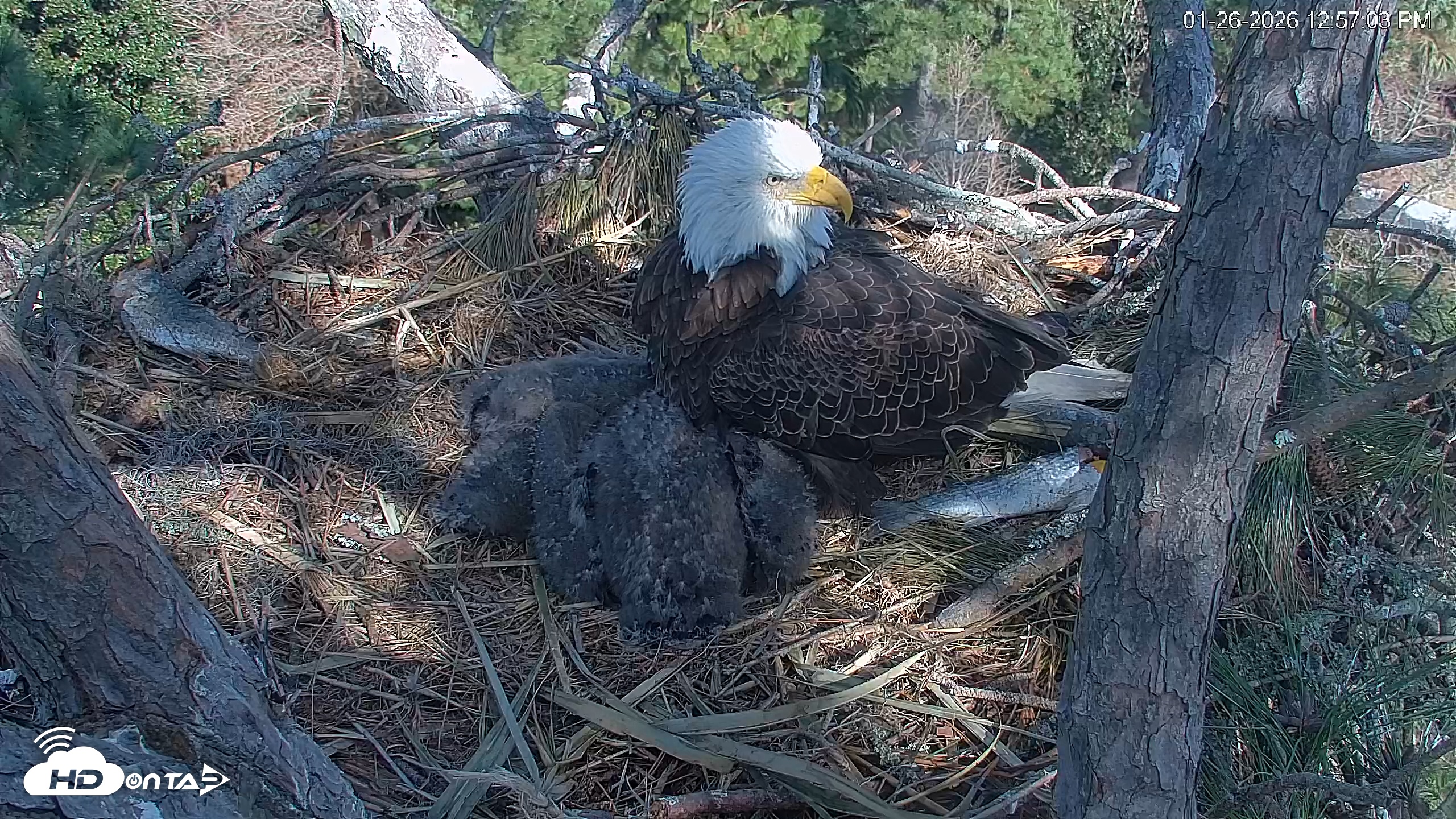 Snapshot of Hilton Head Island Eagles Live Webcam taken Jan 26, 2026, 12:57pm EST