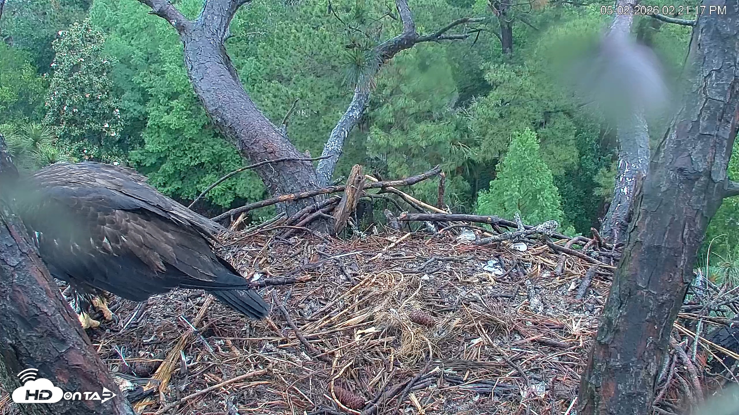 Snapshot of Hilton Head Island Eagles Live Webcam taken May 2, 2026, 2:21pm EDT