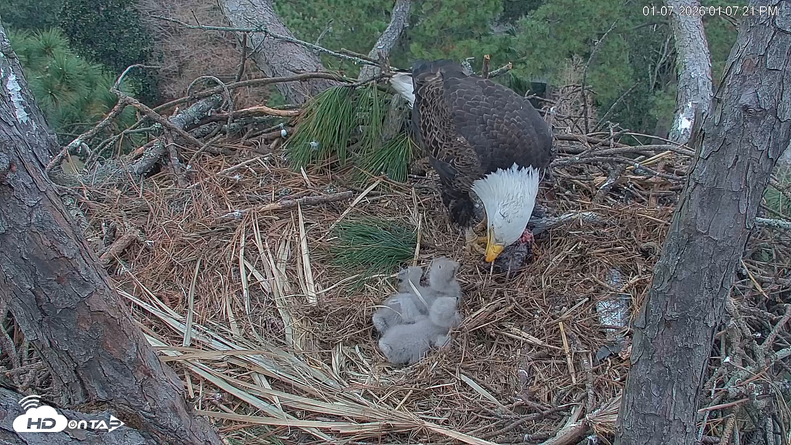 Snapshot of Hilton Head Island Eagles Live Webcam taken Jan 7, 2026, 1:08pm EST