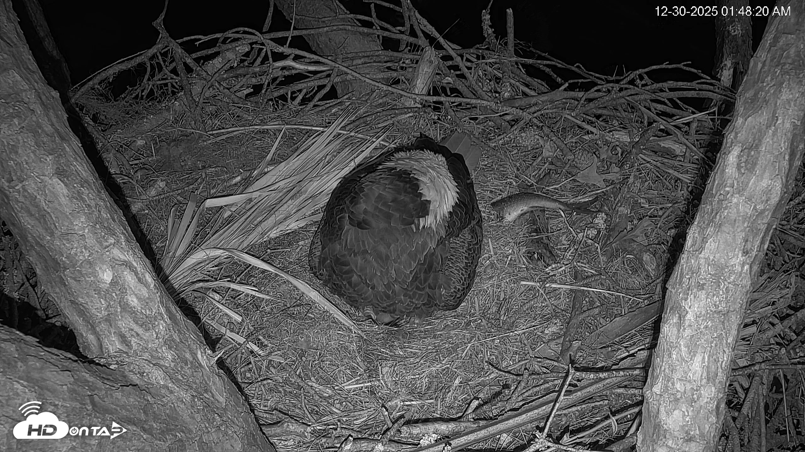 Snapshot of Hilton Head Island Eagles Live Webcam taken Dec 30, 2025, 1:49am EST