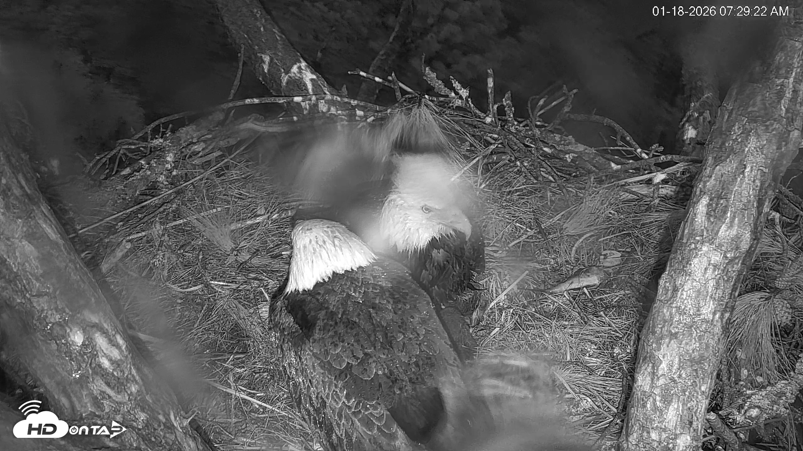 Snapshot of Hilton Head Island Eagles Live Webcam taken Jan 18, 2026, 7:30am EST