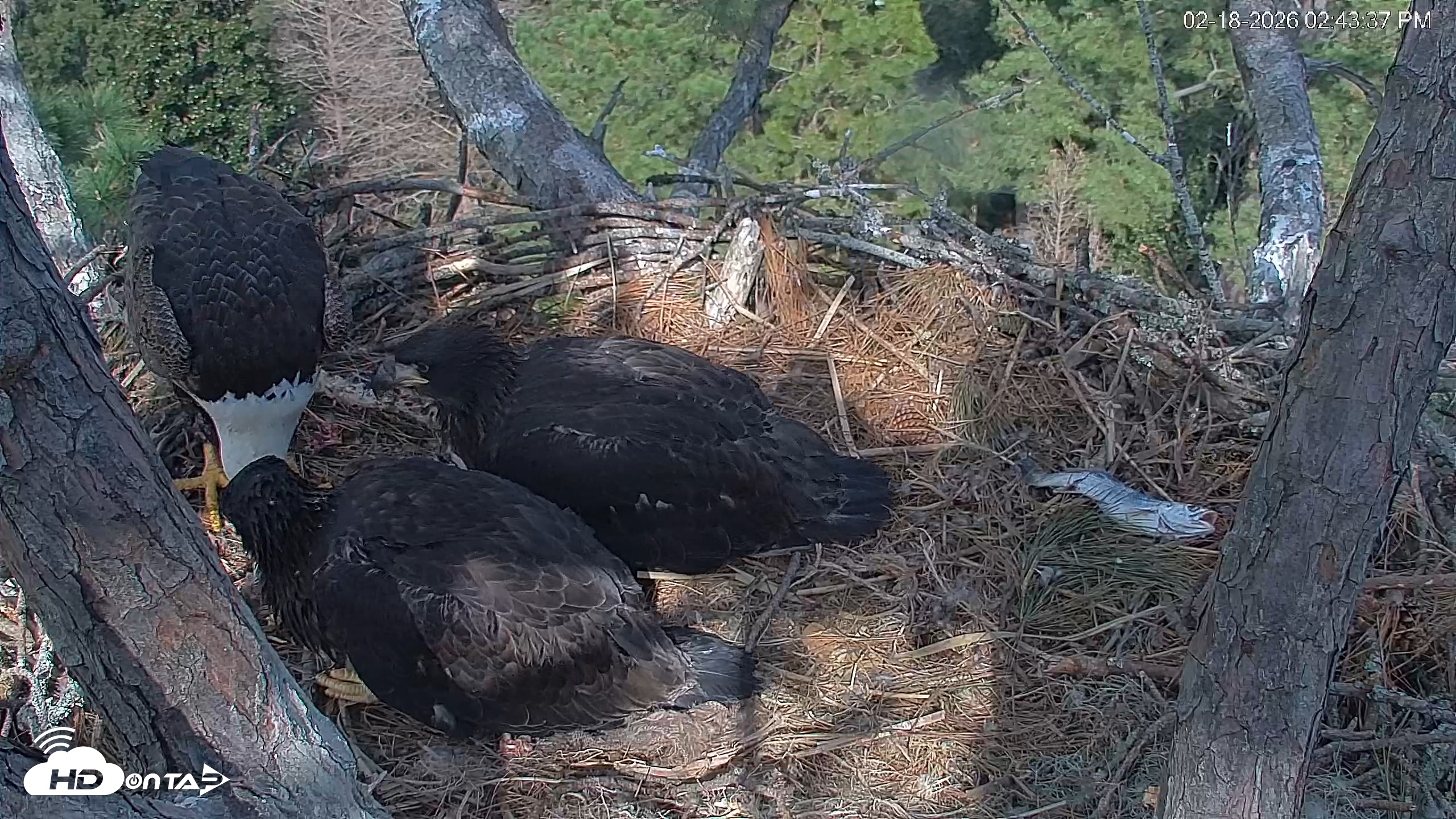 Snapshot of Hilton Head Island Eagles Live Webcam taken Feb 18, 2026, 2:46pm EST