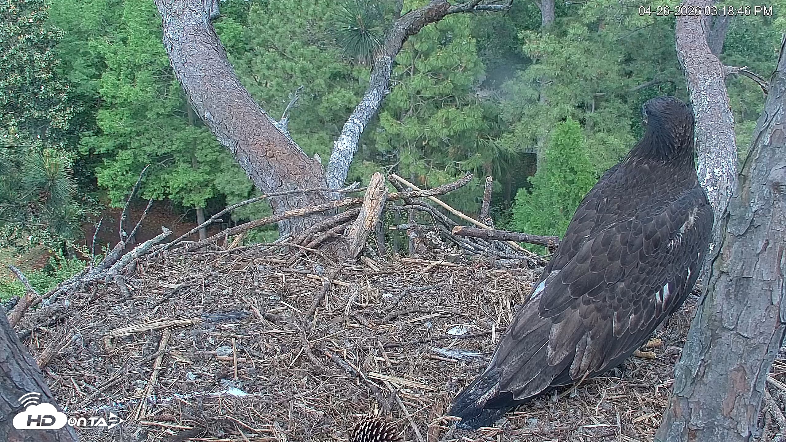 Snapshot of Hilton Head Island Eagles Live Webcam taken Apr 26, 2026, 3:19pm EDT