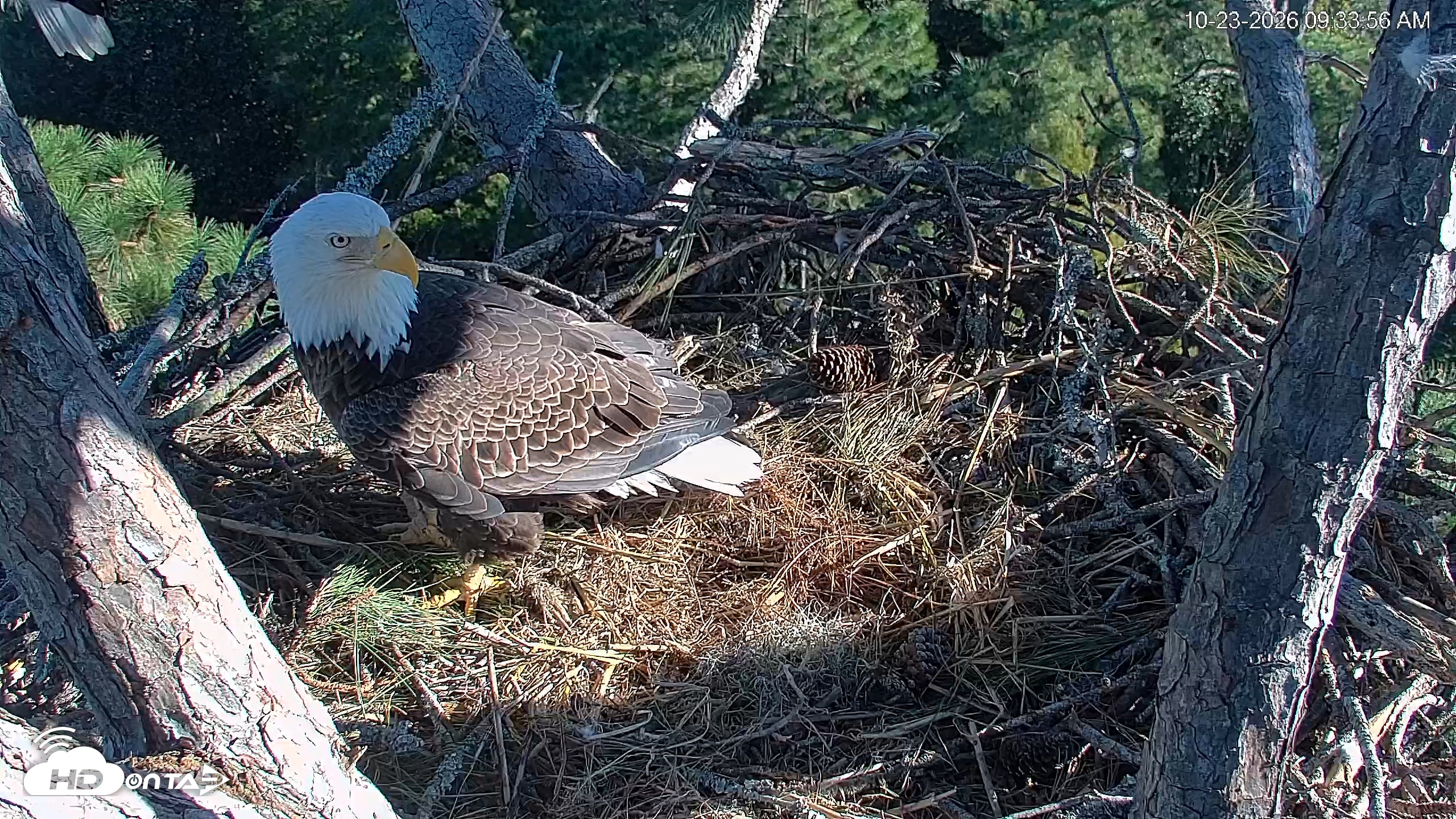 Snapshot of Hilton Head Island Eagles Live Webcam taken Oct 23, 2026, 9:34am EDT