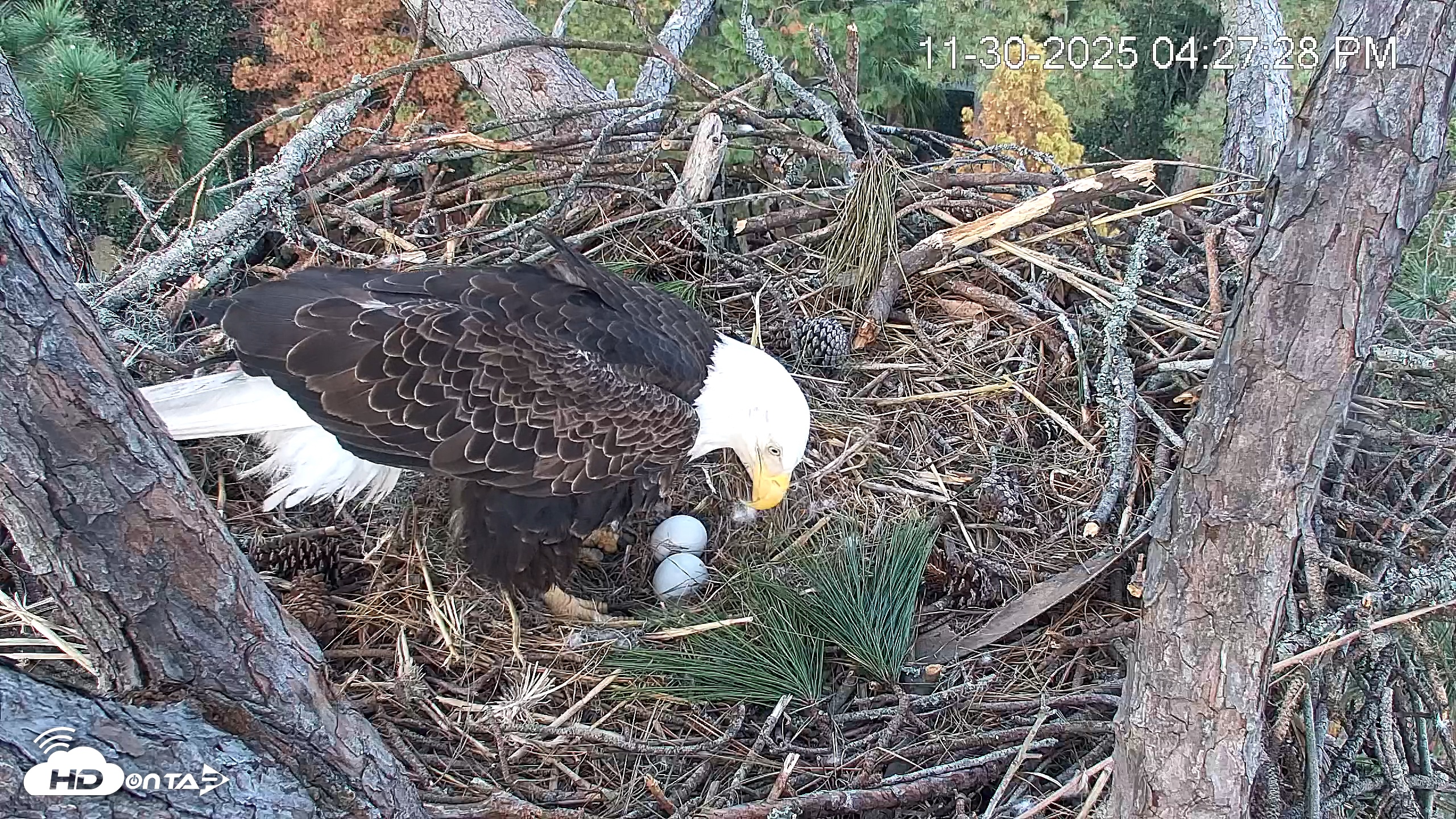 Snapshot of Hilton Head Island Eagles Live Webcam taken Nov 30, 2025, 4:28pm EST