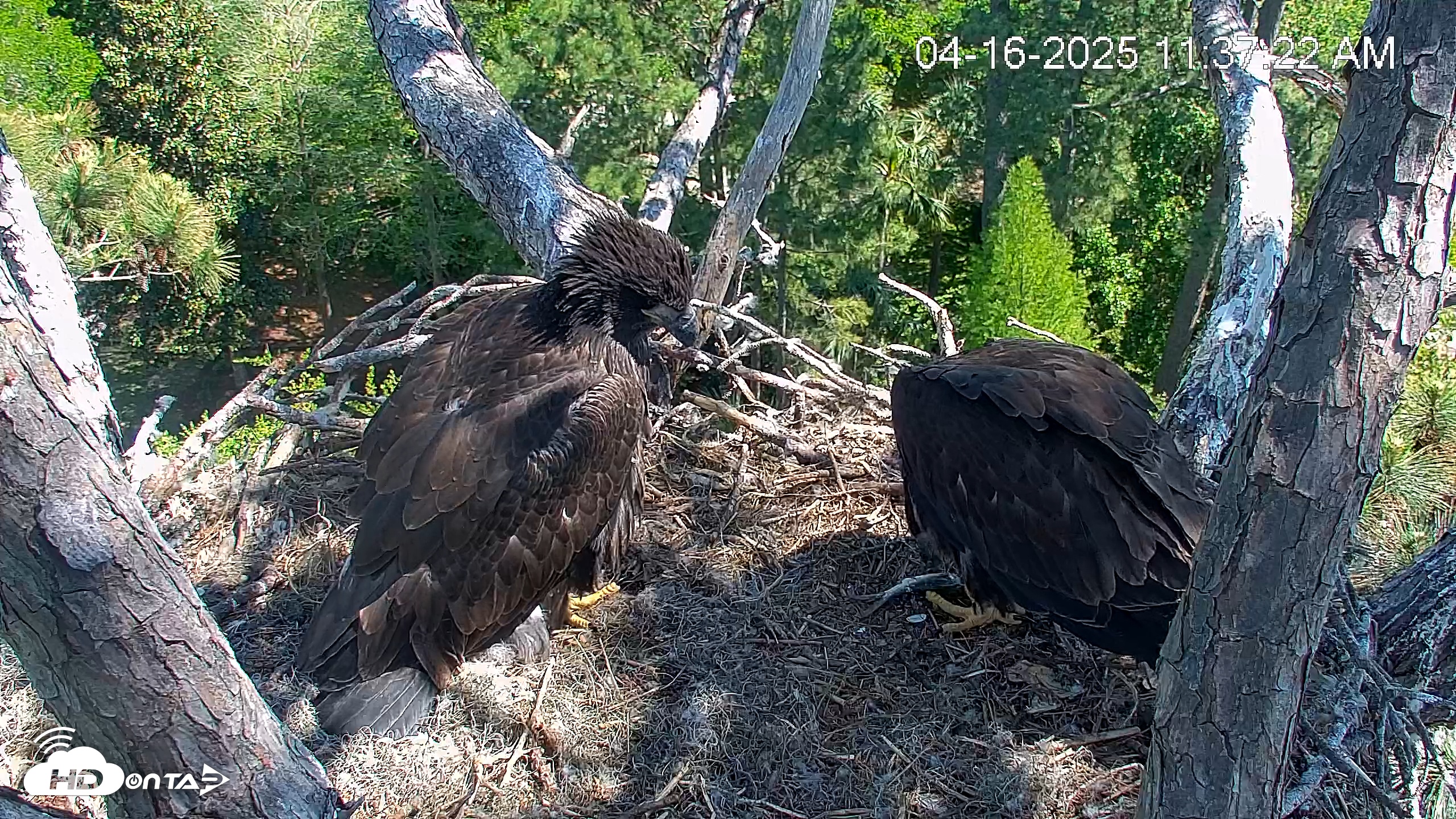 Snapshot of Hilton Head Island Eagles Live Webcam taken Apr 16, 2025, 11:37am EDT