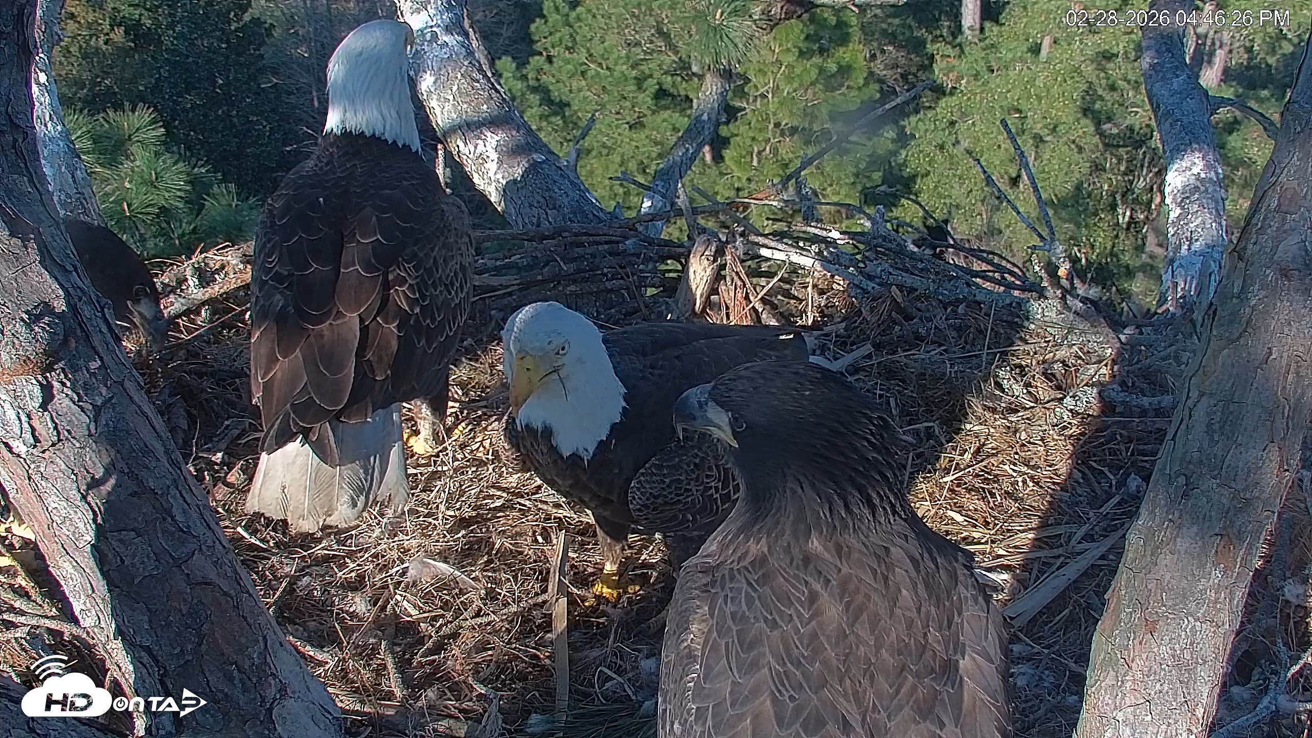 Snapshot of Hilton Head Island Eagles Live Webcam taken Feb 28, 2026, 4:46pm EST